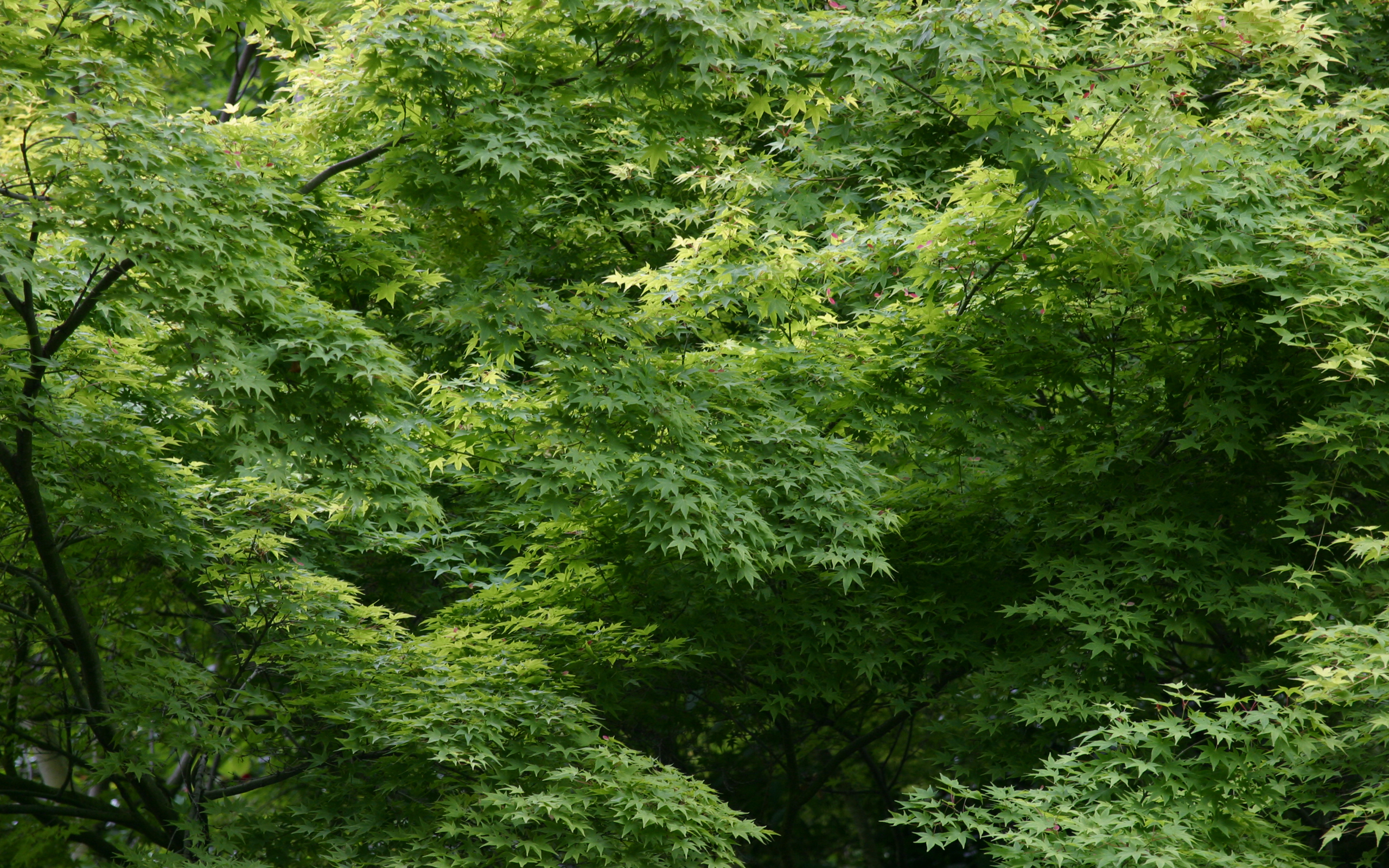 Скачать обои бесплатно Лес, Дерево, Зеленый, Земля/природа картинка на рабочий стол ПК