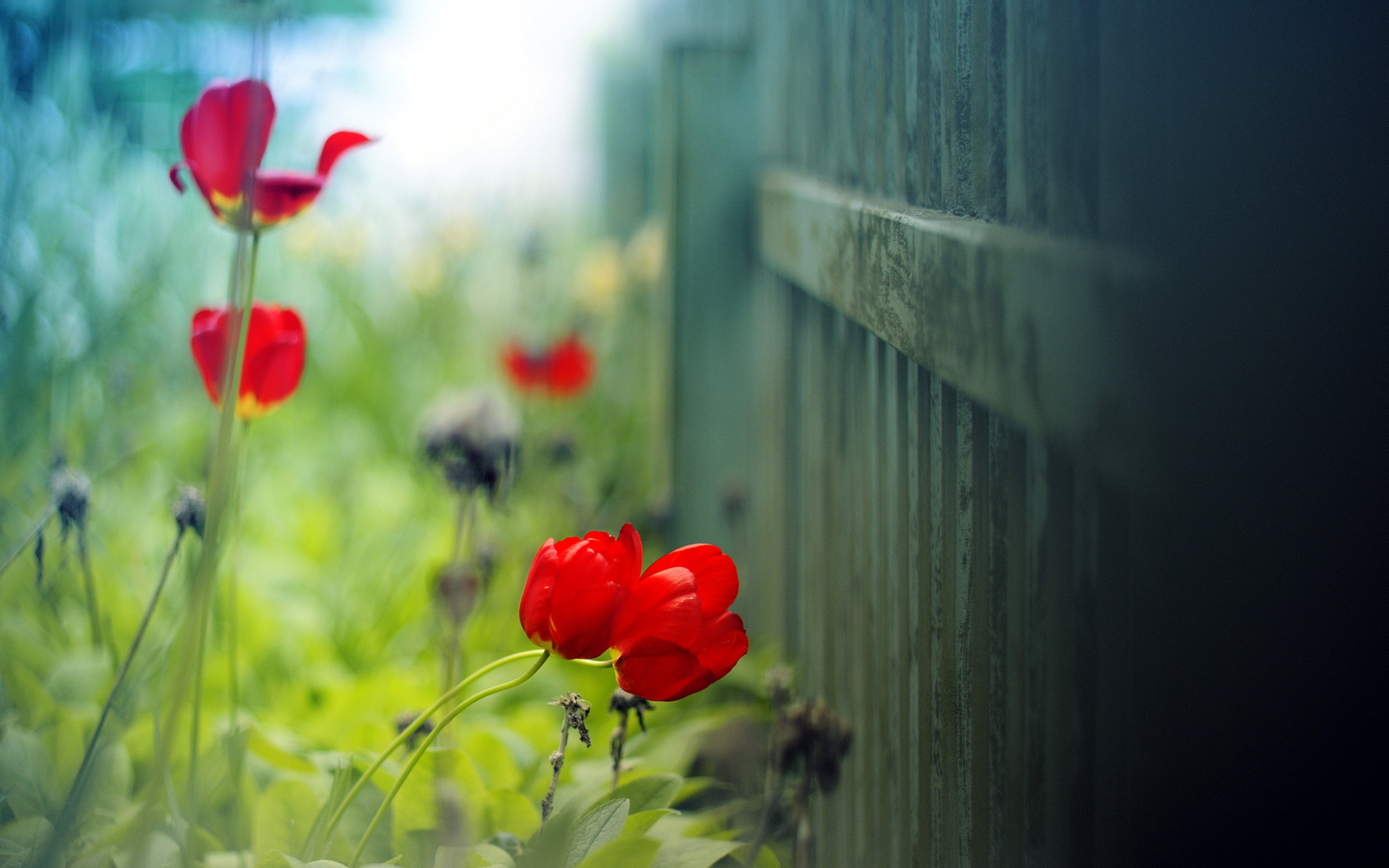 Baixar papel de parede para celular de Flores, Tulipa, Terra/natureza gratuito.