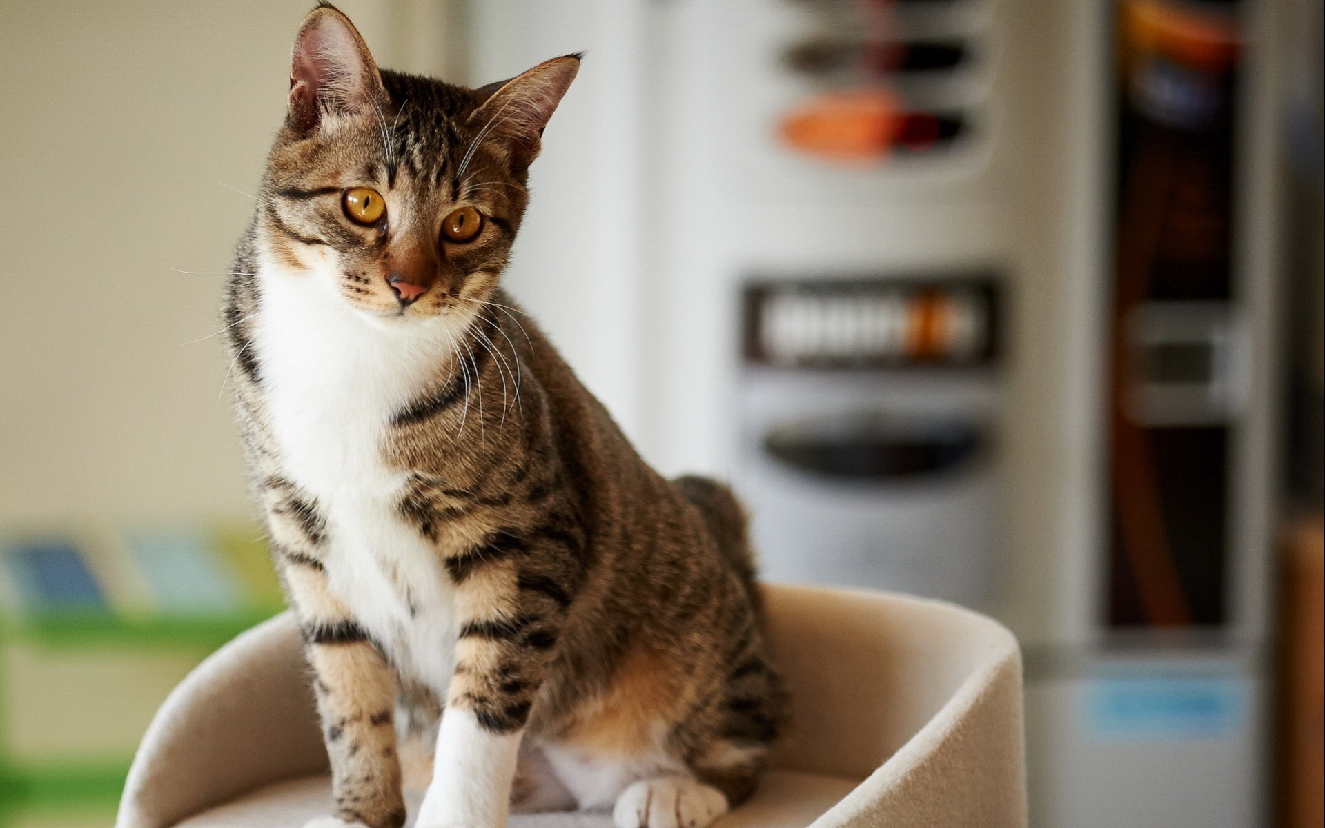 無料モバイル壁紙動物, ネコ, 猫をダウンロードします。