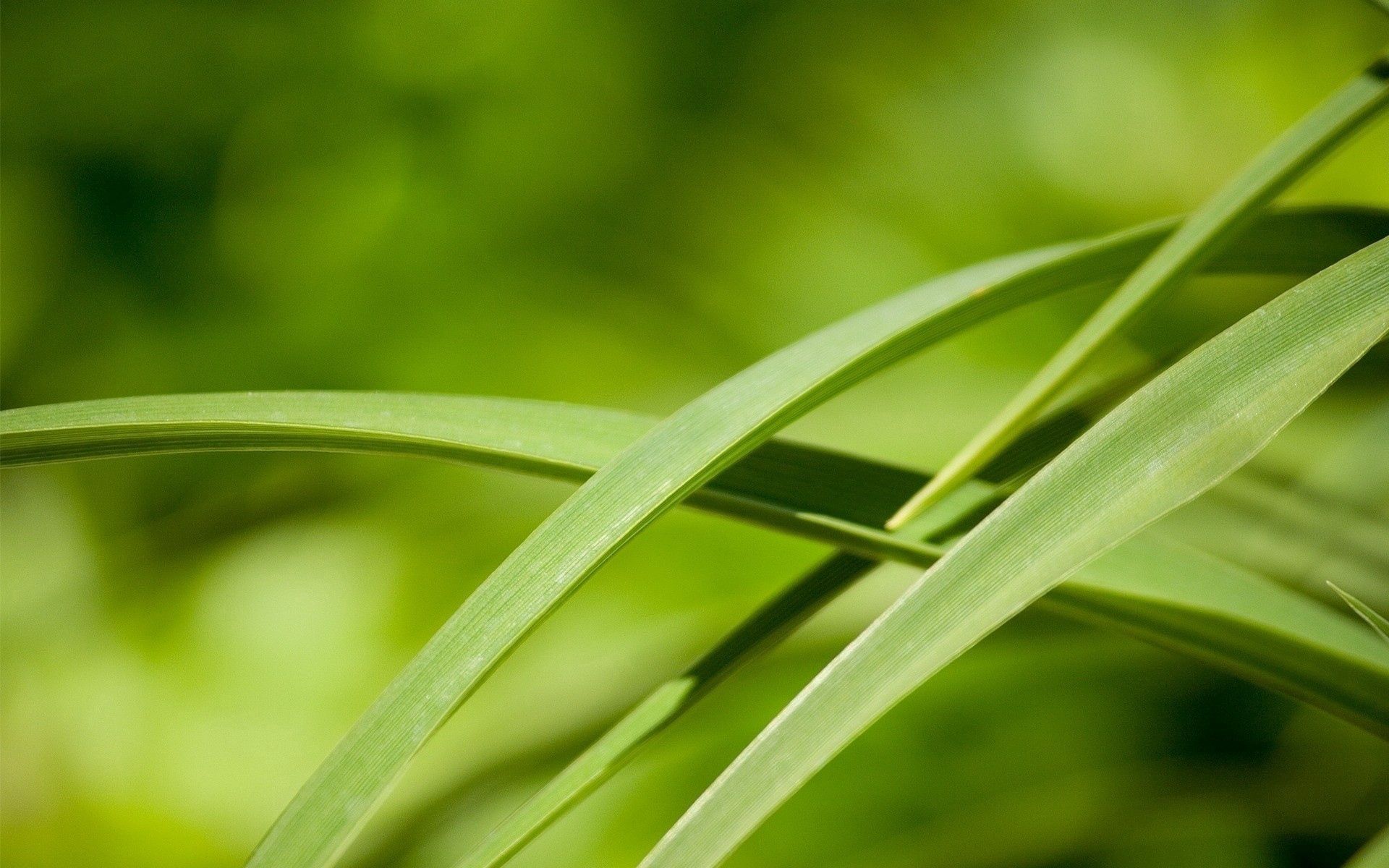 Download mobile wallpaper Macro, Greens, Grass, Leaves for free.