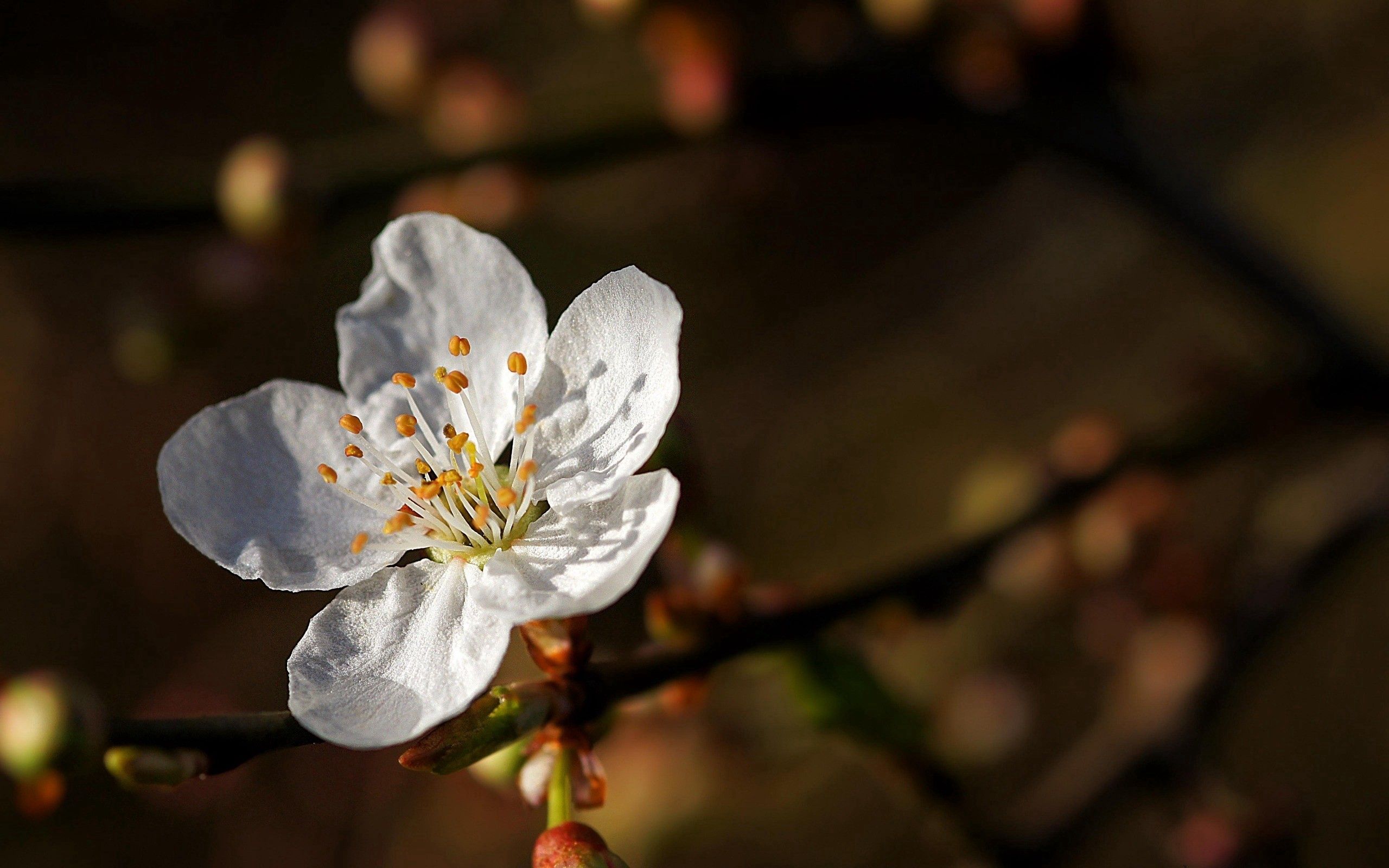 Скачать картинку Дерево, Макро, Цветок, Цветение, Весна в телефон бесплатно.