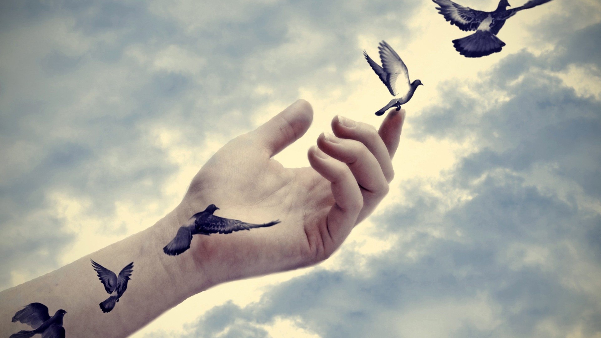 Free download wallpaper Hand, Bird, Illusion, Photography, Flying, Manipulation on your PC desktop