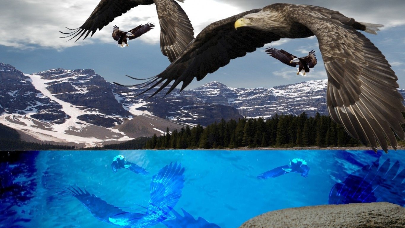 Téléchargez gratuitement l'image Aigle, Des Oiseaux, Animaux sur le bureau de votre PC