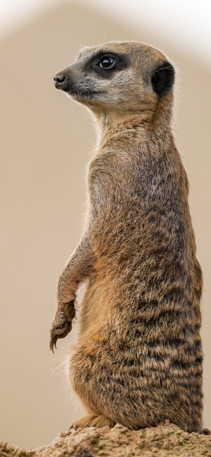 Téléchargez des papiers peints mobile Animaux, Suricate gratuitement.