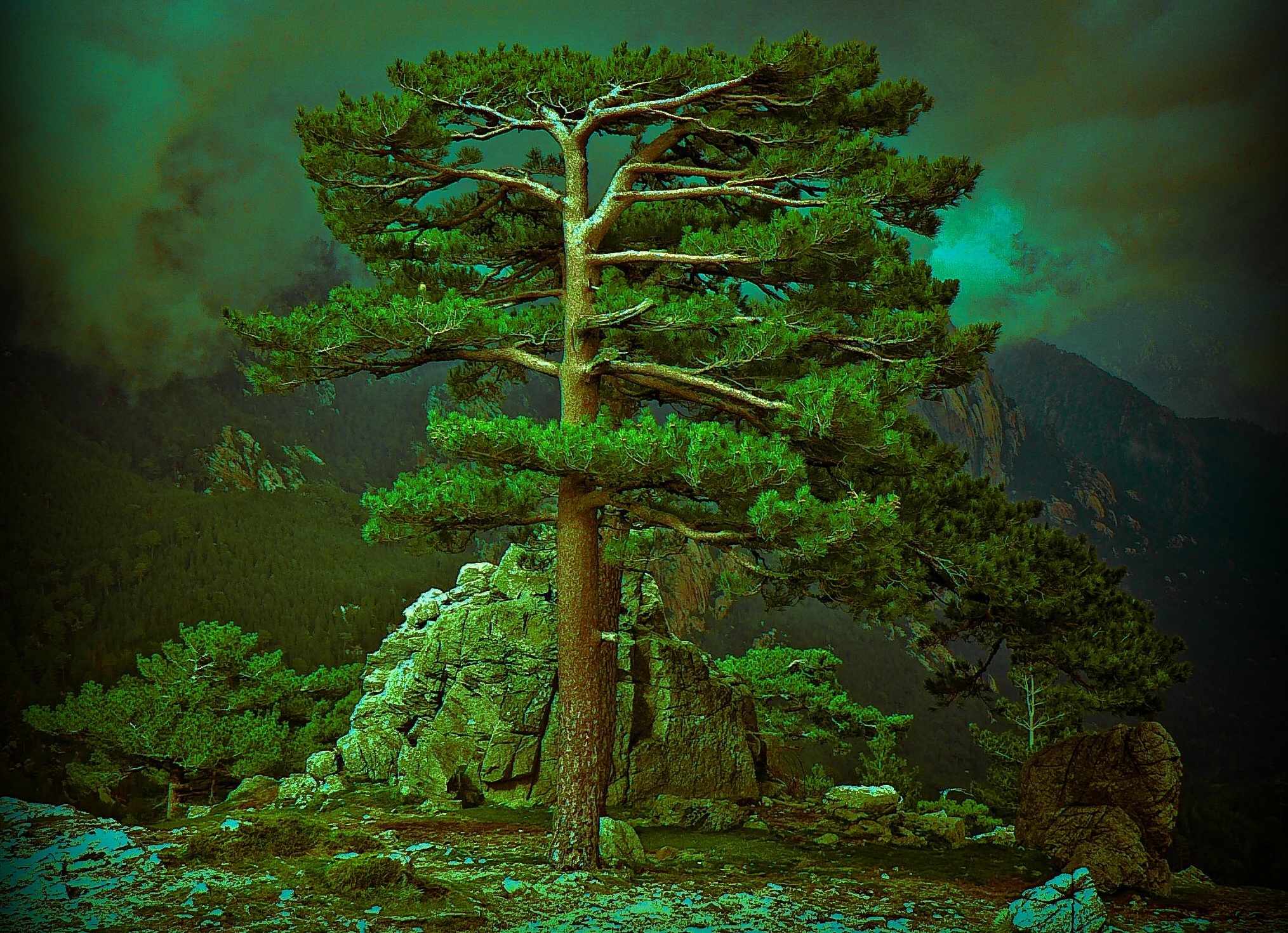 Baixe gratuitamente a imagem Árvores, Montanha, Árvore, Terra/natureza, Neblina na área de trabalho do seu PC