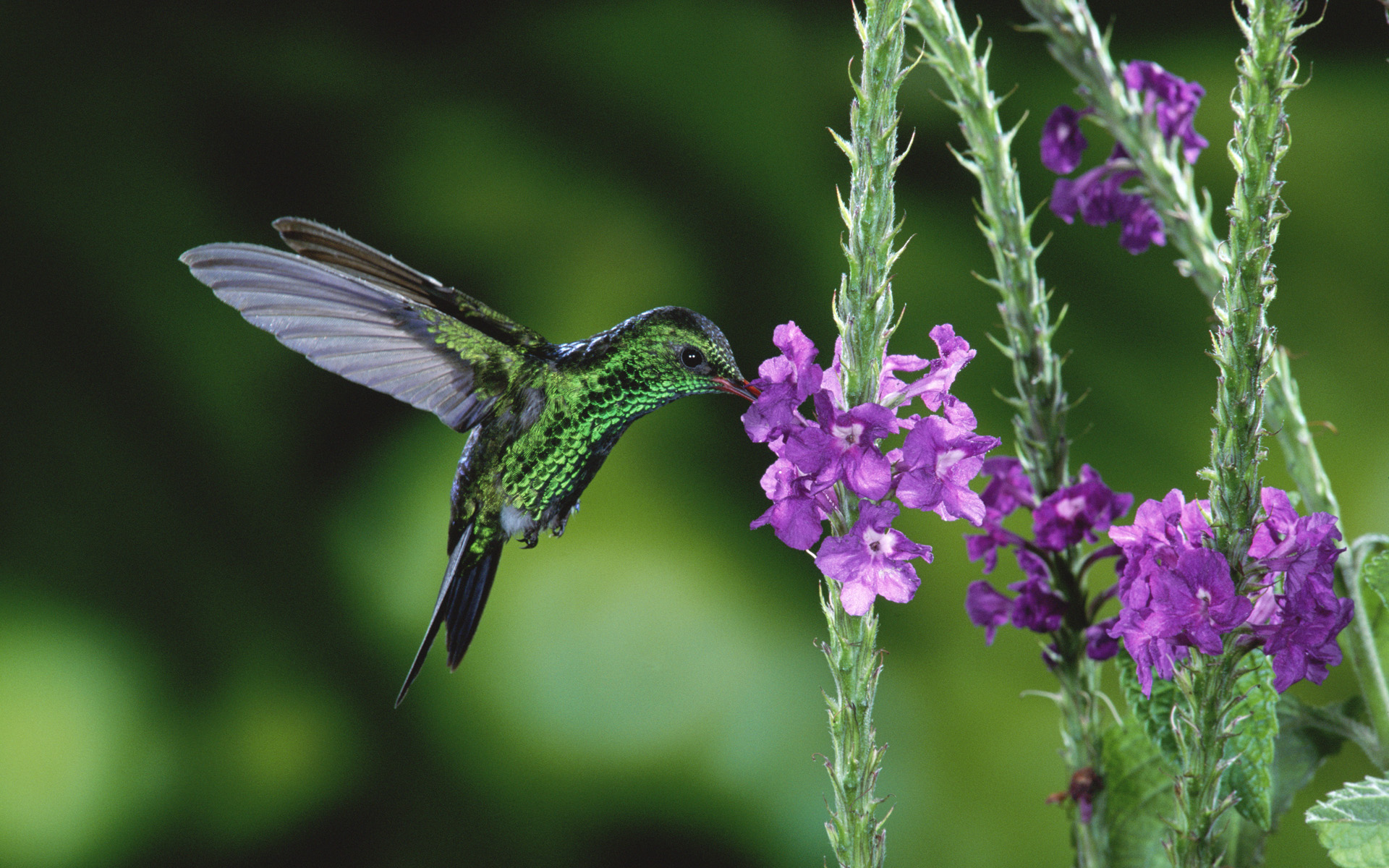 Download mobile wallpaper Hummingbird, Birds, Animal for free.