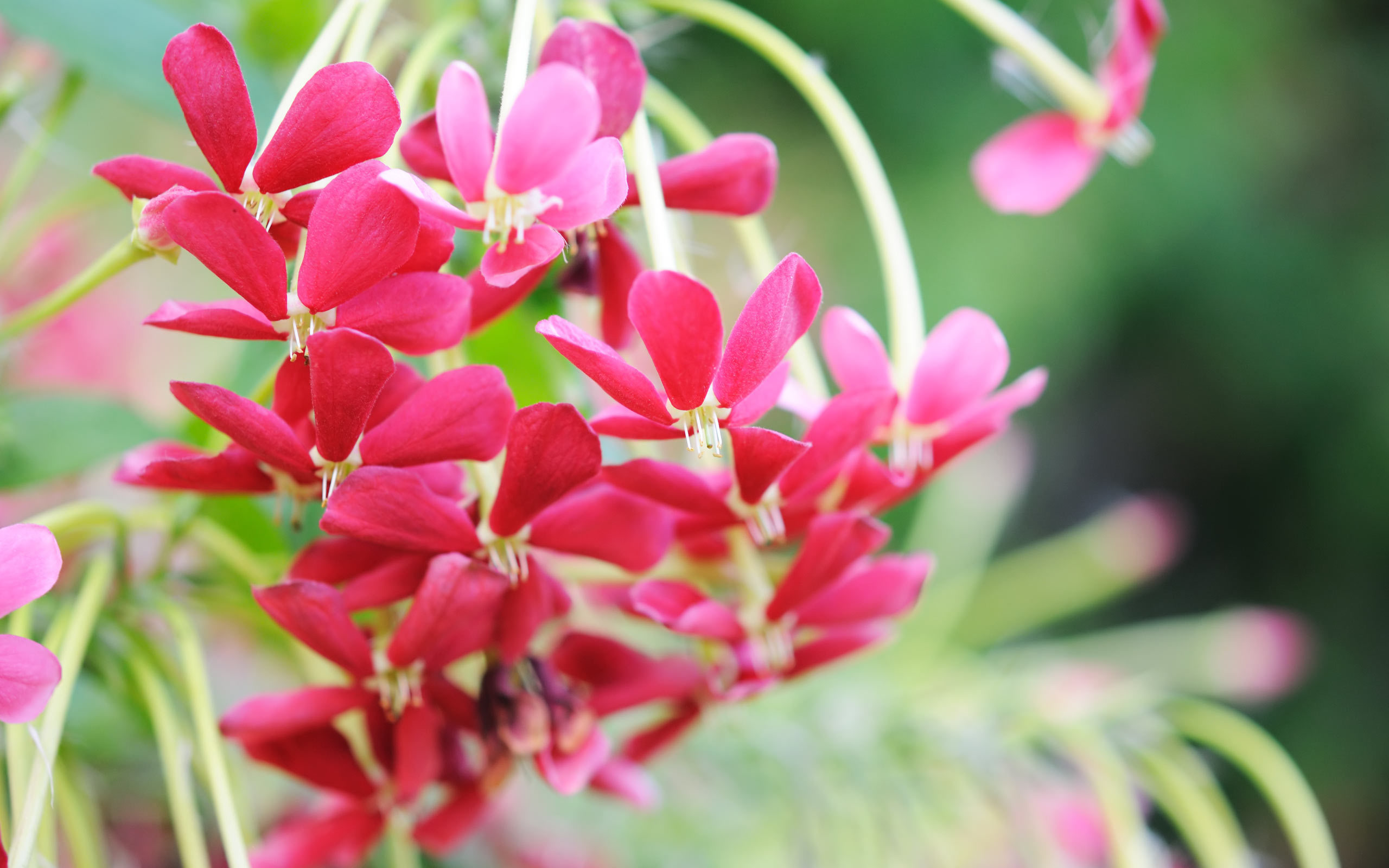 Descarga gratis la imagen Flores, Florecer, Tierra/naturaleza en el escritorio de tu PC