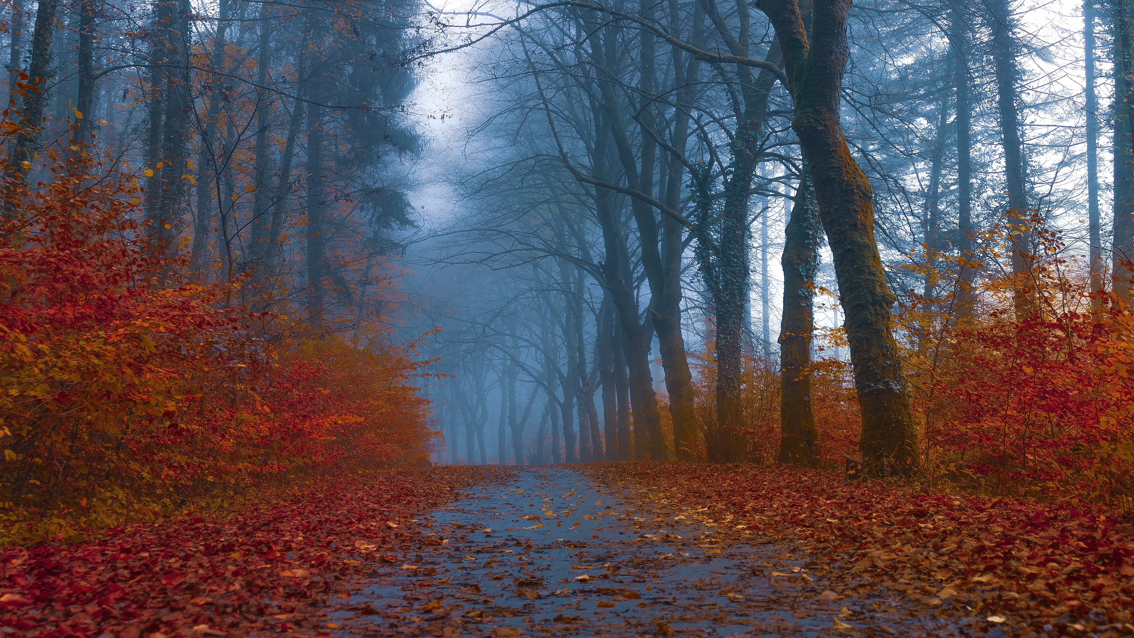 Download mobile wallpaper Road, Park, Fog, Fall, Photography for free.