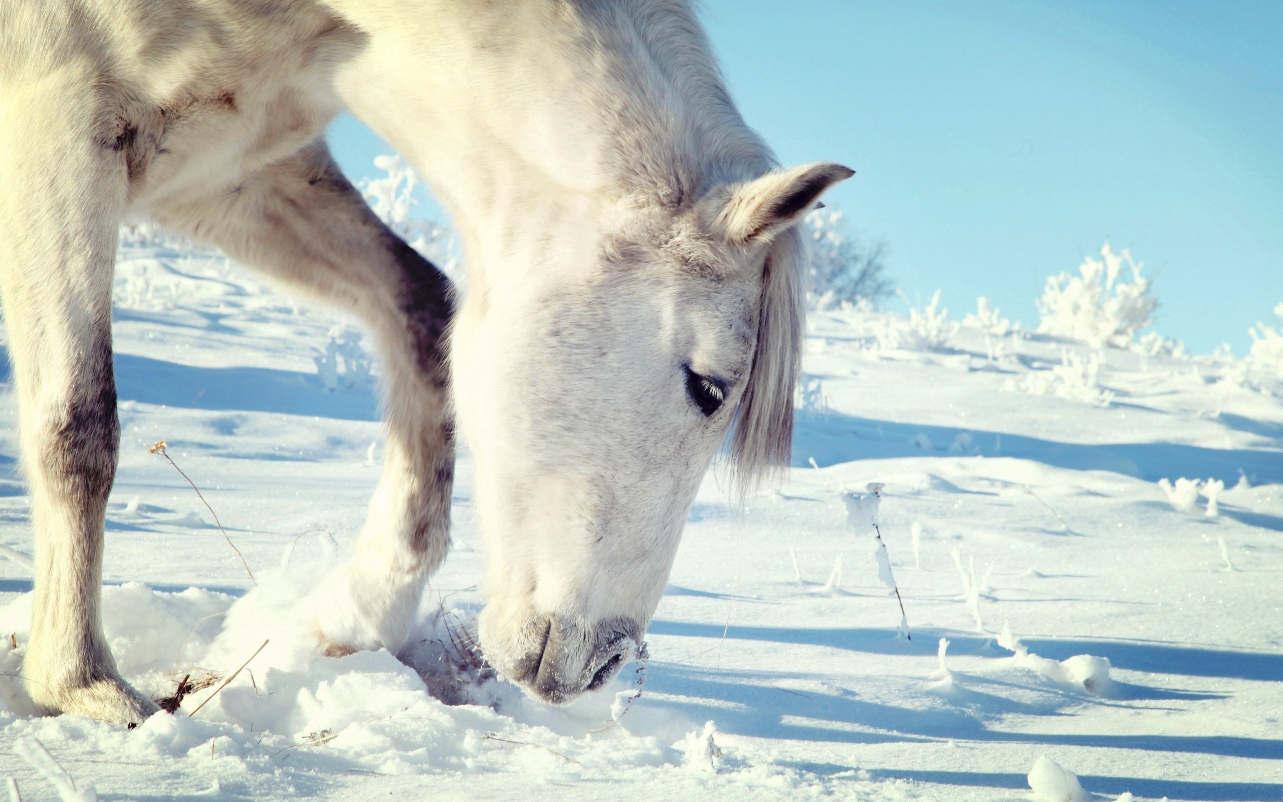 Laden Sie das Kopf, Pferd, Tiere, Schnee-Bild kostenlos auf Ihren PC-Desktop herunter