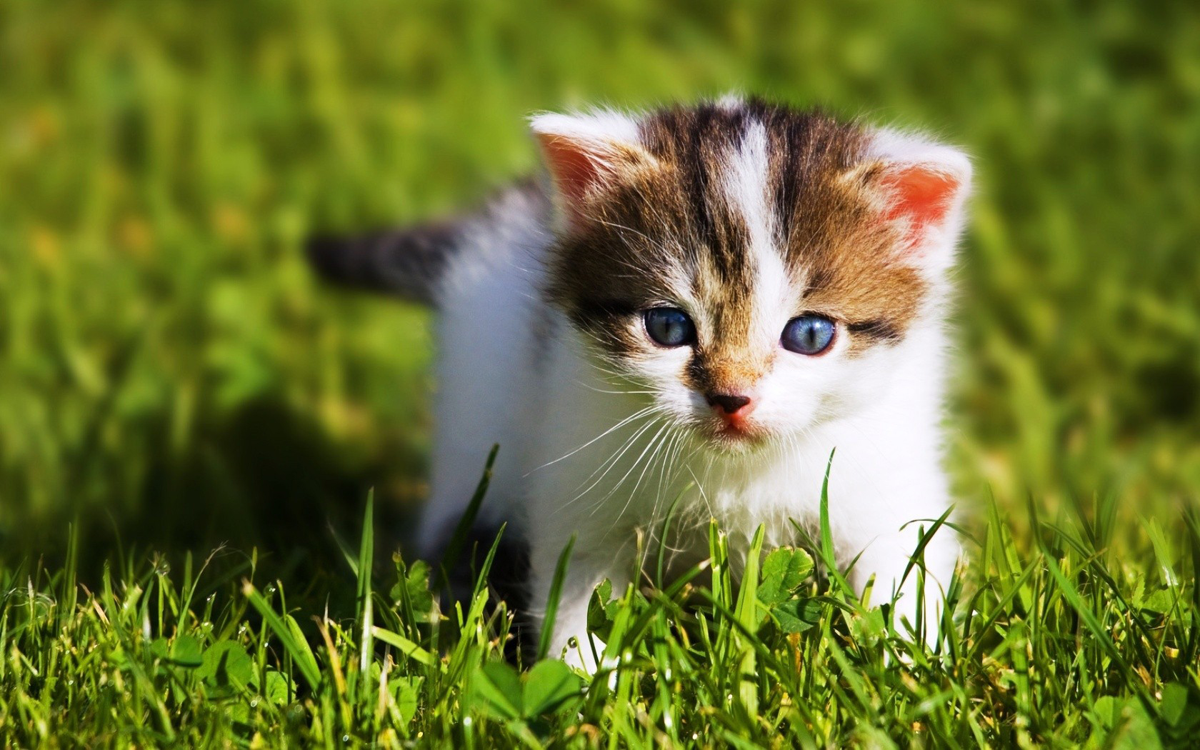 Free download wallpaper Cat, Cats, Animal on your PC desktop