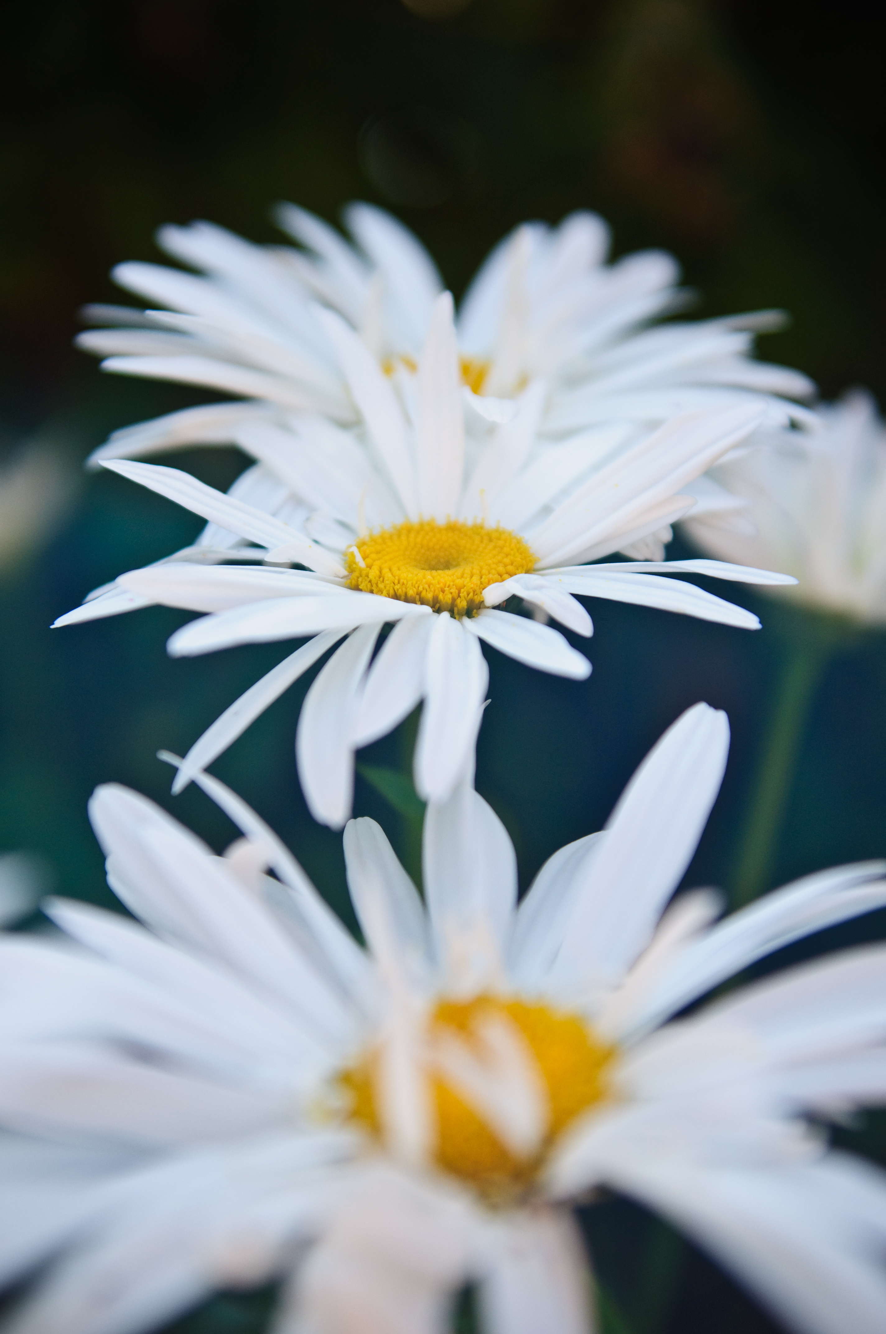 Download mobile wallpaper Bloom, Close Up, Flowering, Flowers, Camomile for free.