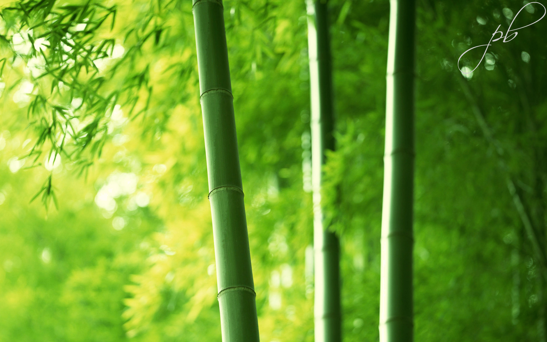 Baixar papel de parede para celular de Bambu, Terra/natureza gratuito.