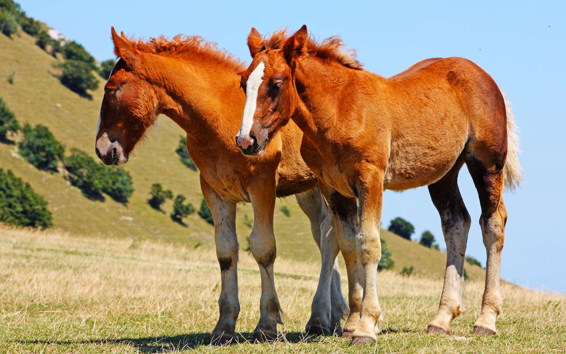 無料モバイル壁紙動物, 馬をダウンロードします。