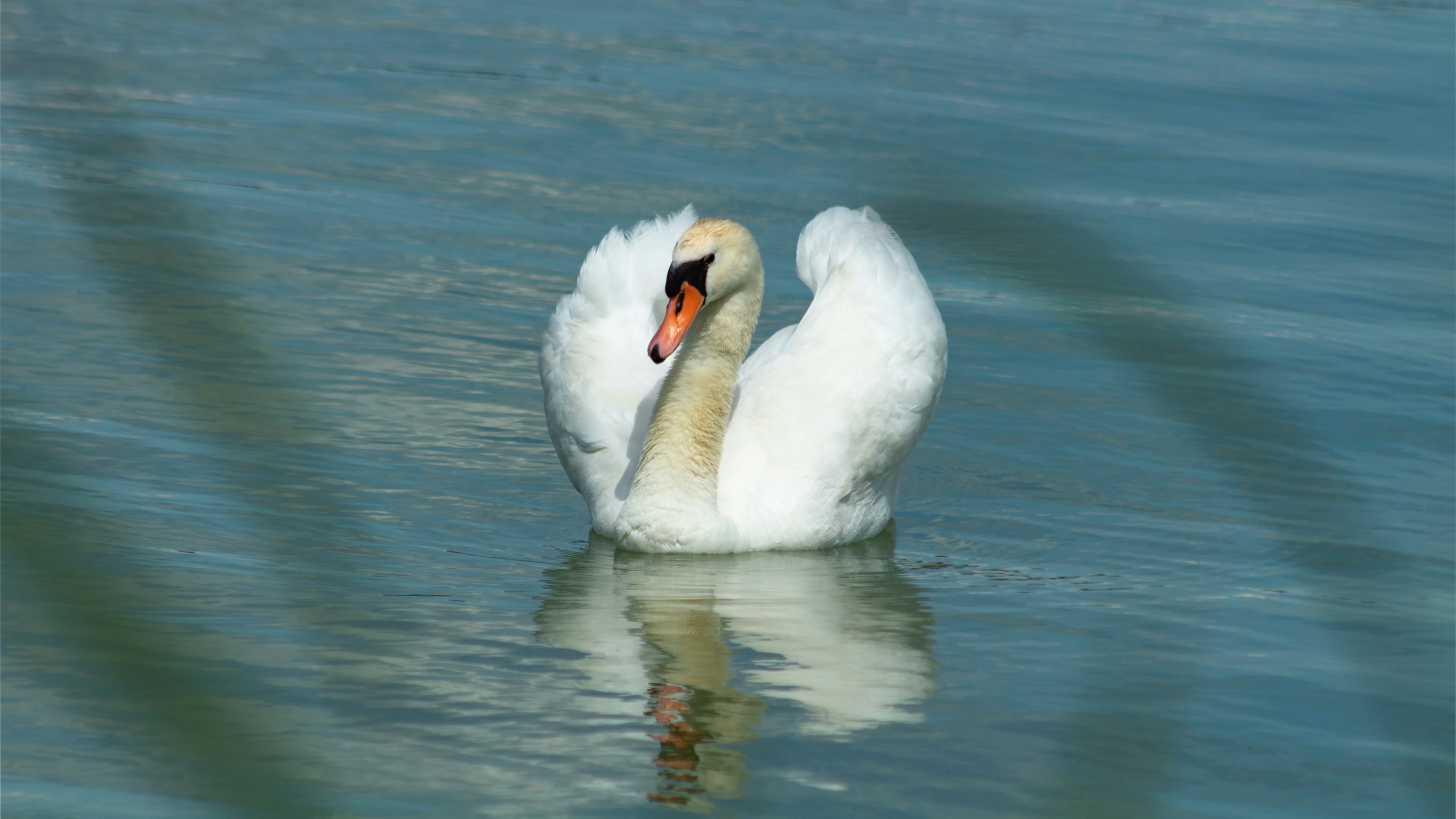 Free download wallpaper Birds, Reflection, Bird, Animal, Swan, Pond, Mute Swan on your PC desktop