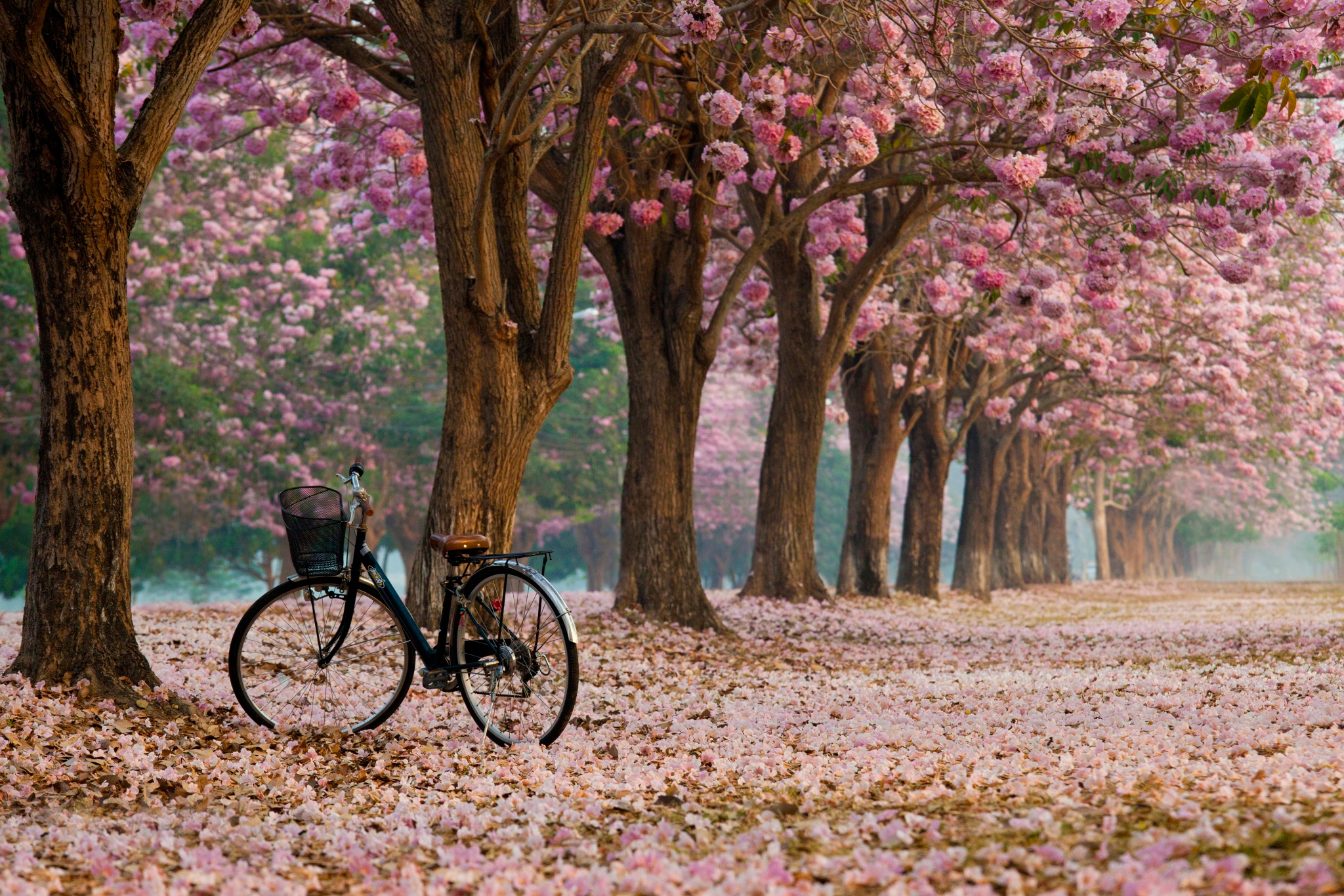 Free download wallpaper Bicycle, Vehicles on your PC desktop