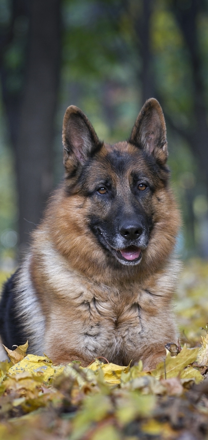 Téléchargez des papiers peints mobile Animaux, Chiens, Chien, Berger Allemand gratuitement.