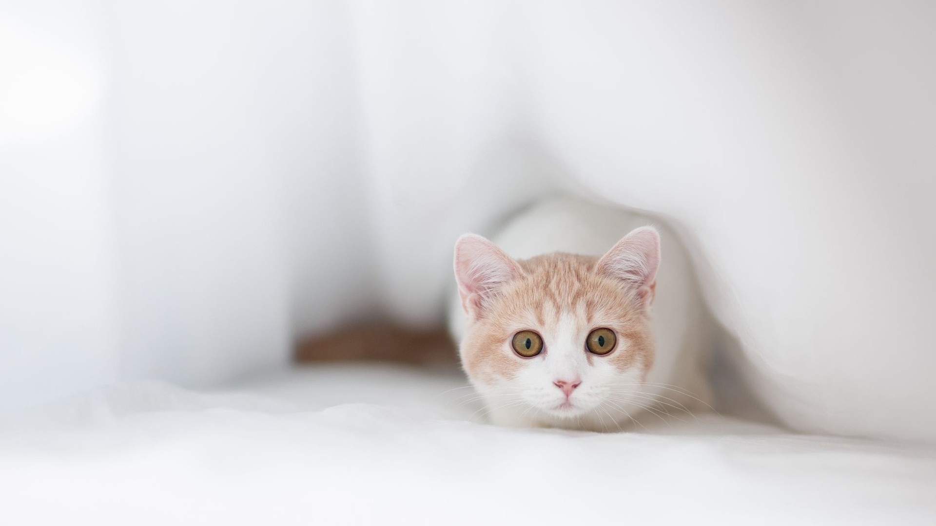 Téléchargez gratuitement l'image Animaux, Chat sur le bureau de votre PC