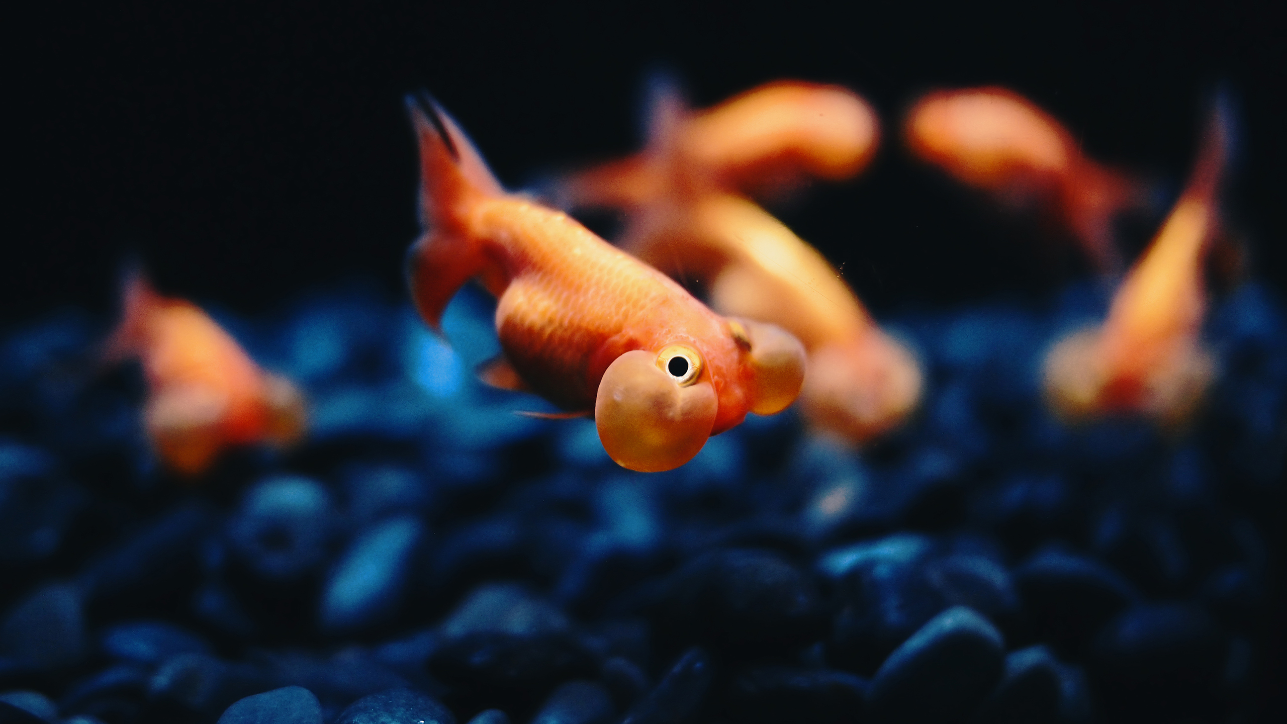 Baixe gratuitamente a imagem Animais, Peixe Dourado na área de trabalho do seu PC