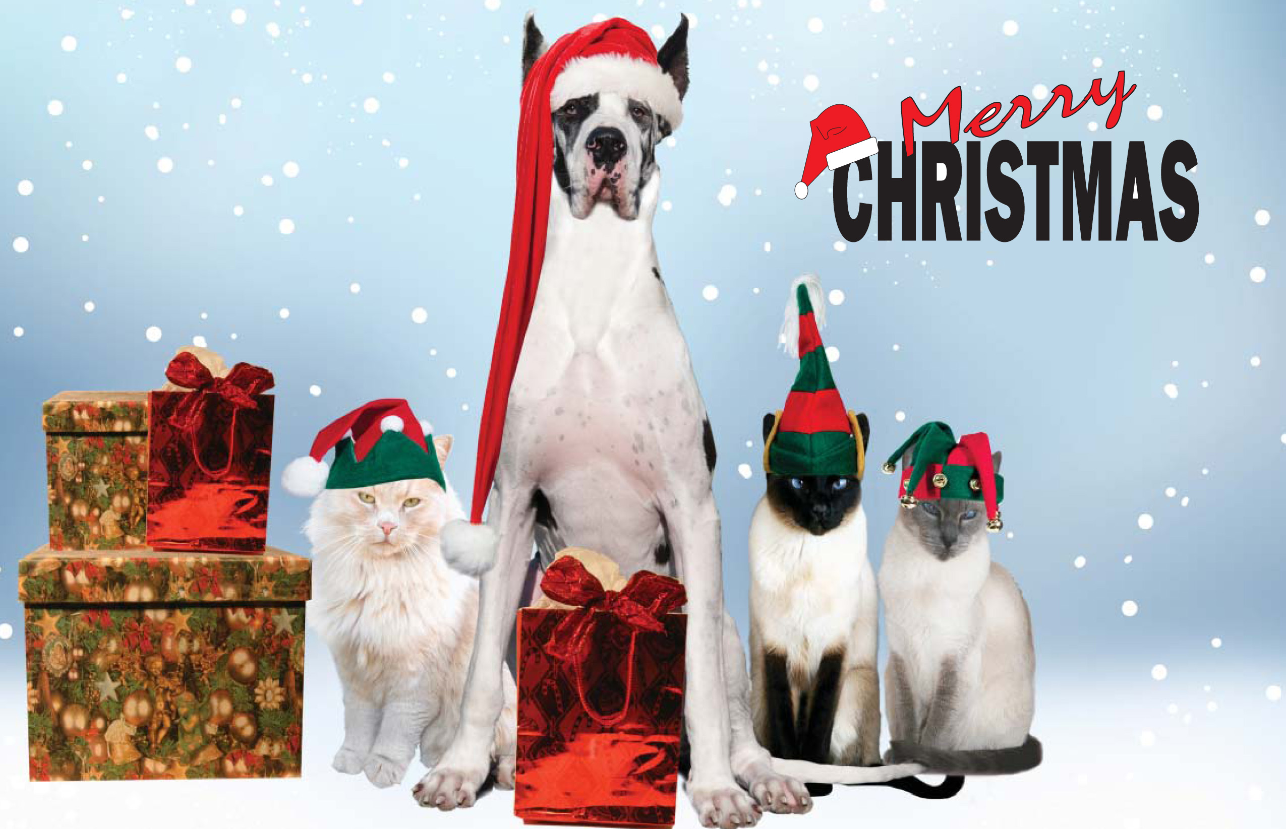 無料モバイル壁紙クリスマス, ネコ, 犬, 贈り物, グレートデーン, ホリデー, メリークリスマス, サンタハットをダウンロードします。