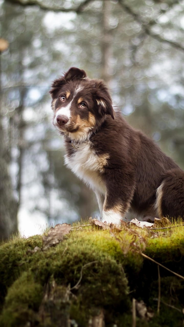 Download mobile wallpaper Dogs, Dog, Animal, Puppy, Australian Shepherd, Baby Animal for free.