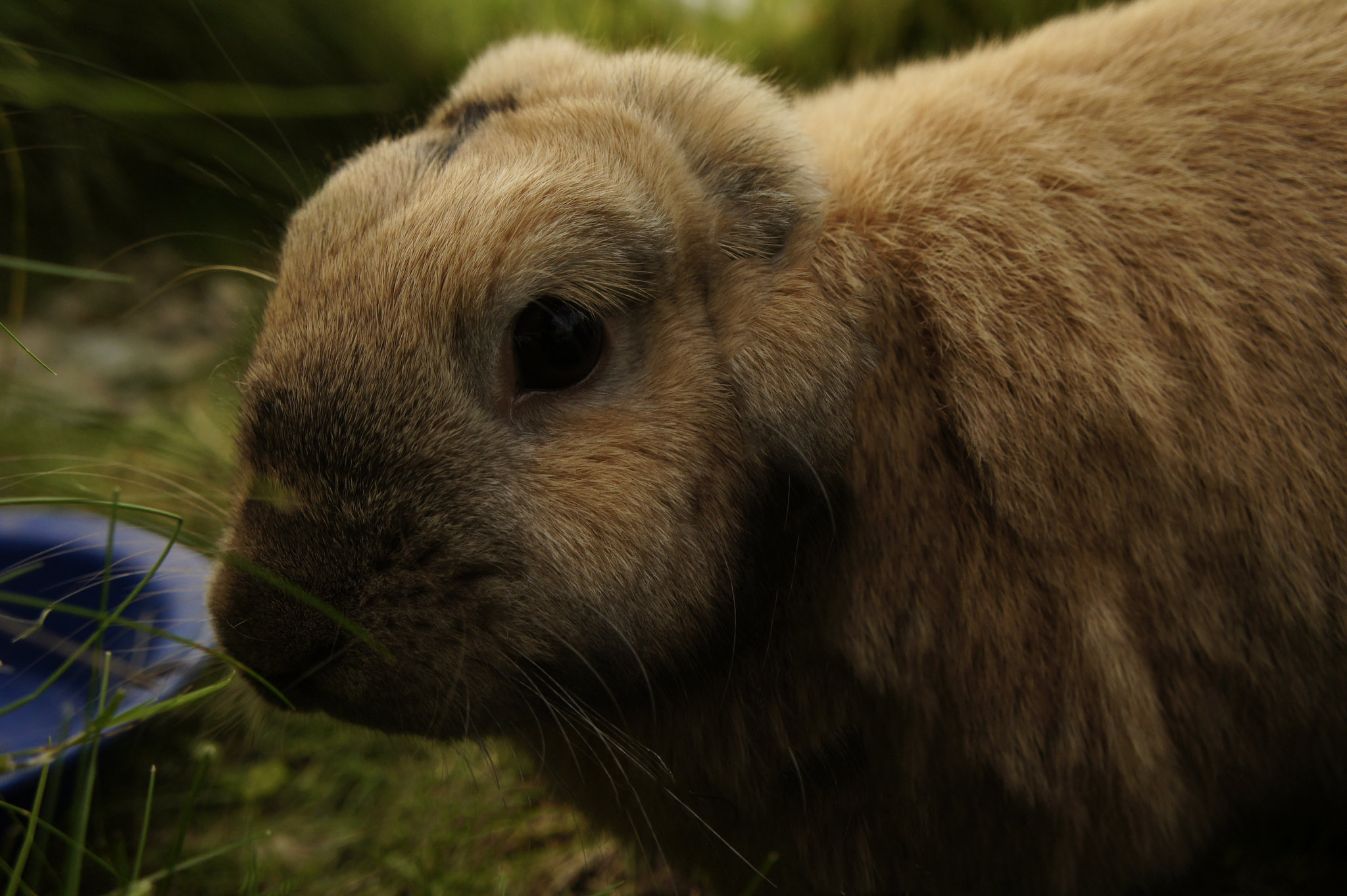 Descarga gratuita de fondo de pantalla para móvil de Animales, Conejo.