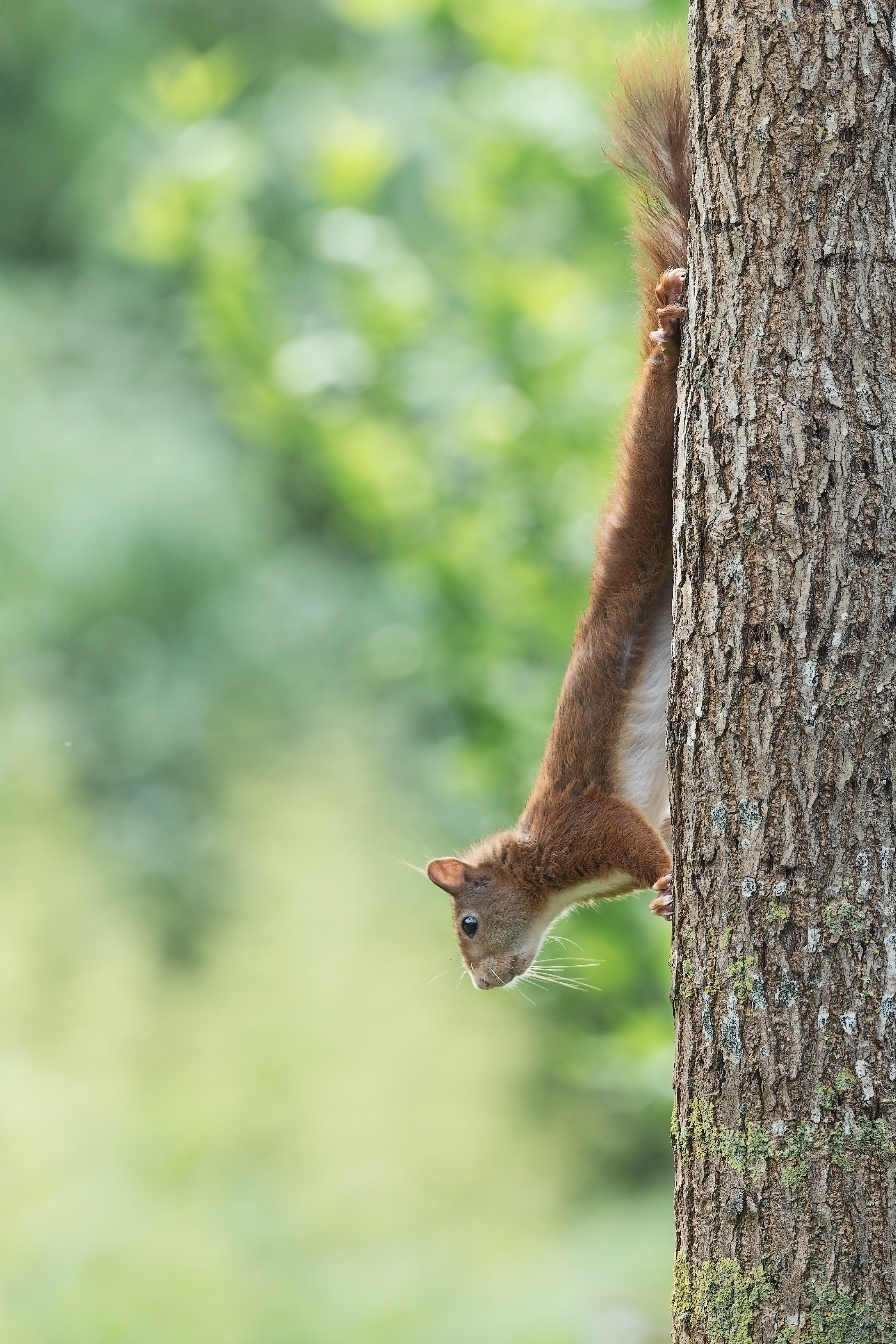 Free download wallpaper Animals, Squirrel, Wood, Tree, Animal, Funny on your PC desktop