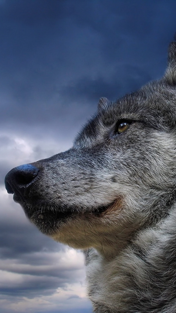1083689 baixar papel de parede animais, lobo cinza, lobo, lobos - protetores de tela e imagens gratuitamente