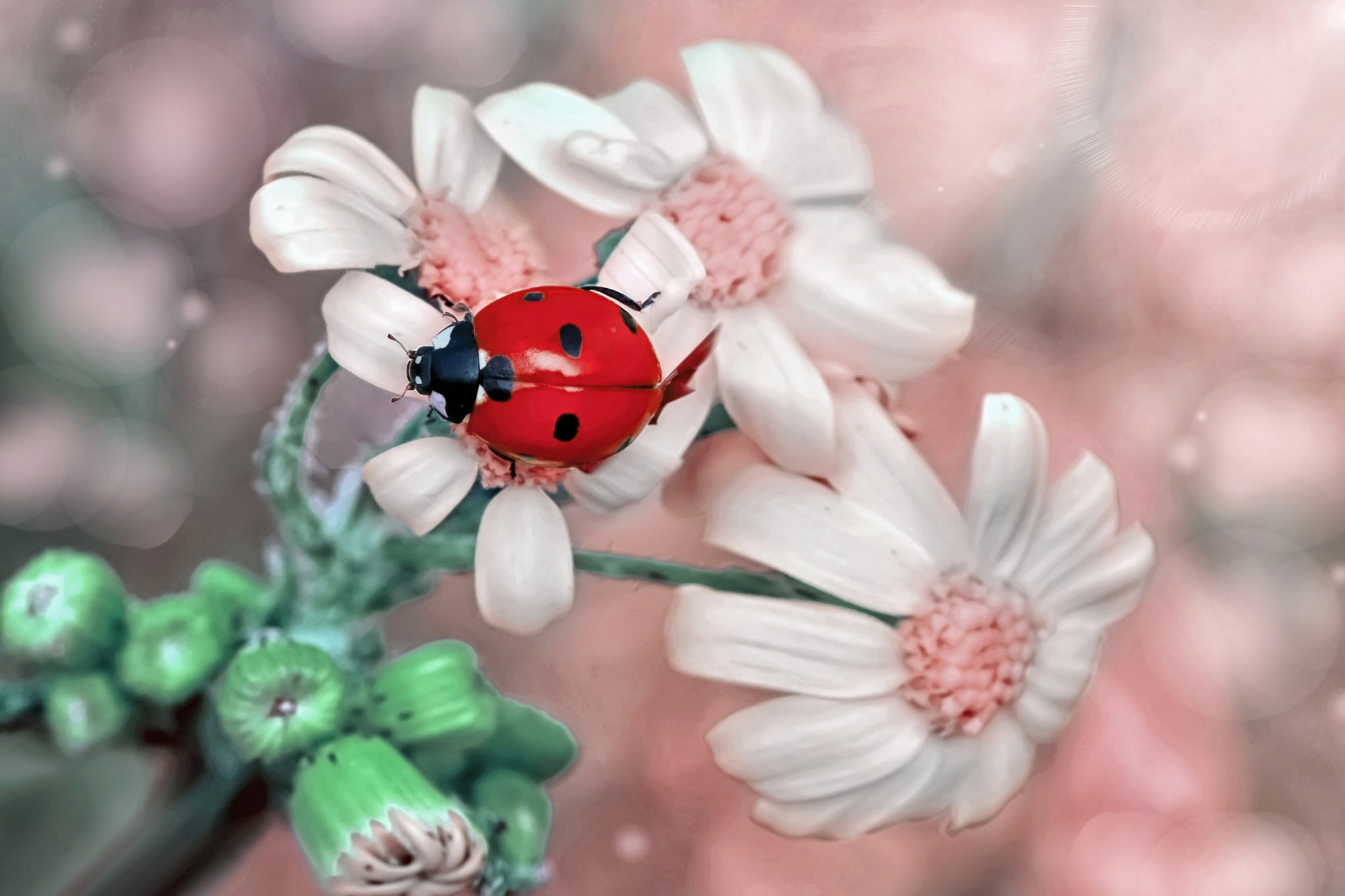 Descarga gratis la imagen Animales, Insecto, Mariquita, Flor Blanca, Macrofotografía en el escritorio de tu PC