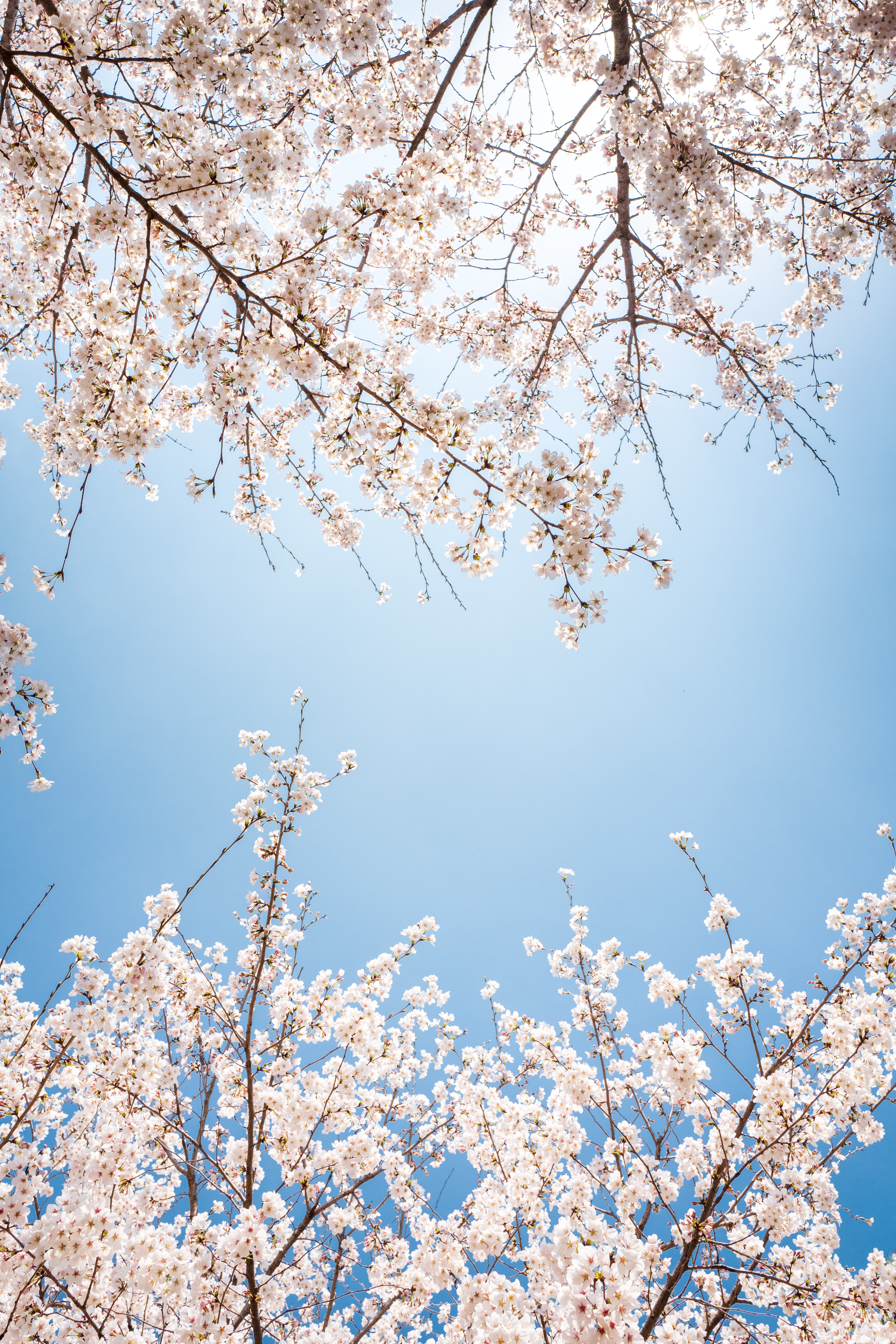 Download mobile wallpaper Branch, Sky, Flowering, Bloom, Flowers for free.