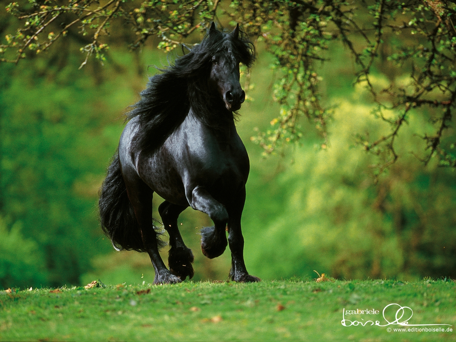 4640 descargar imagen caballos, animales, verde: fondos de pantalla y protectores de pantalla gratis