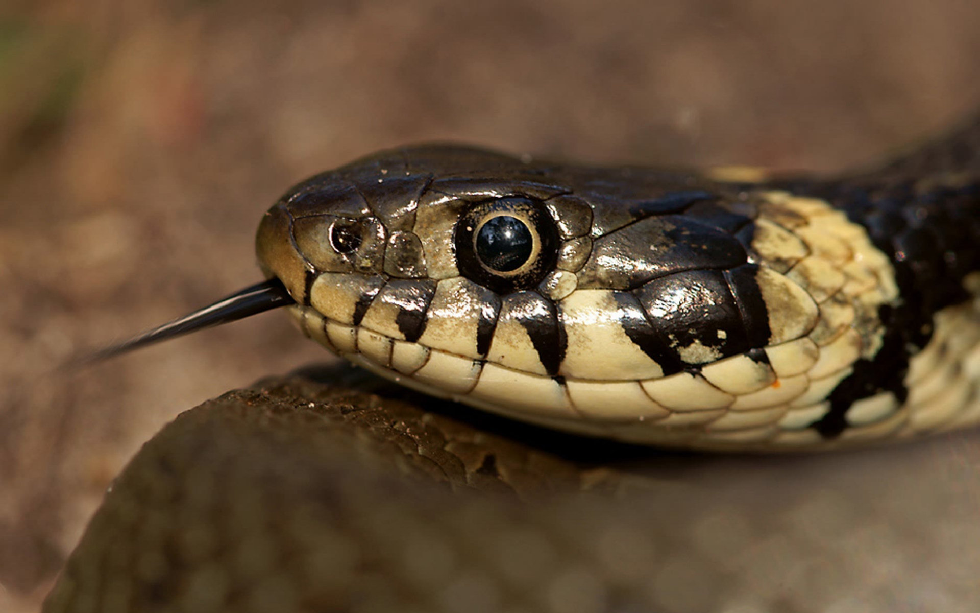 Baixar papel de parede para celular de Cobra, Répteis, Animais gratuito.