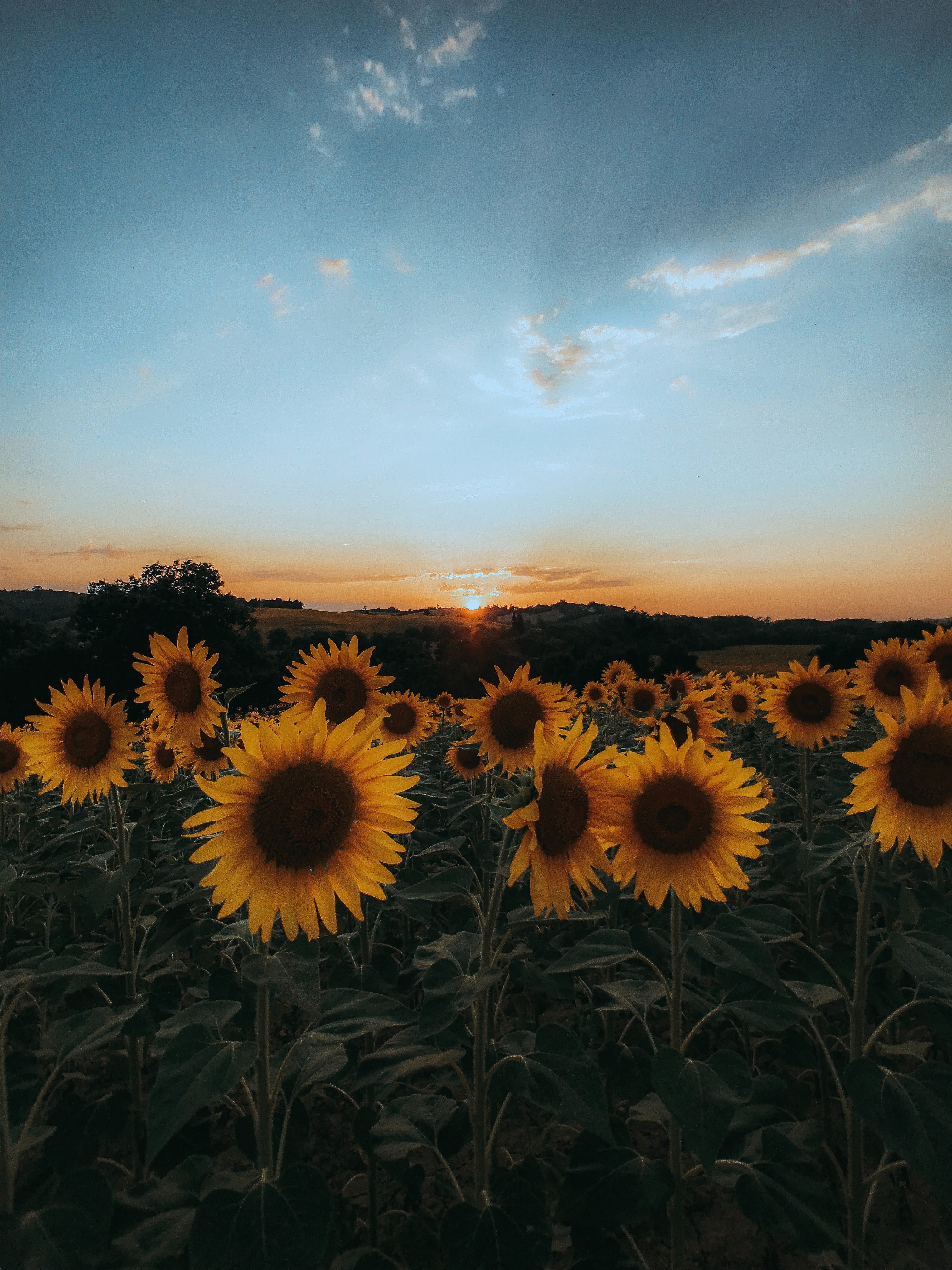 Horizontal Wallpaper sunset, nature, flowers, sunflowers, yellow, field