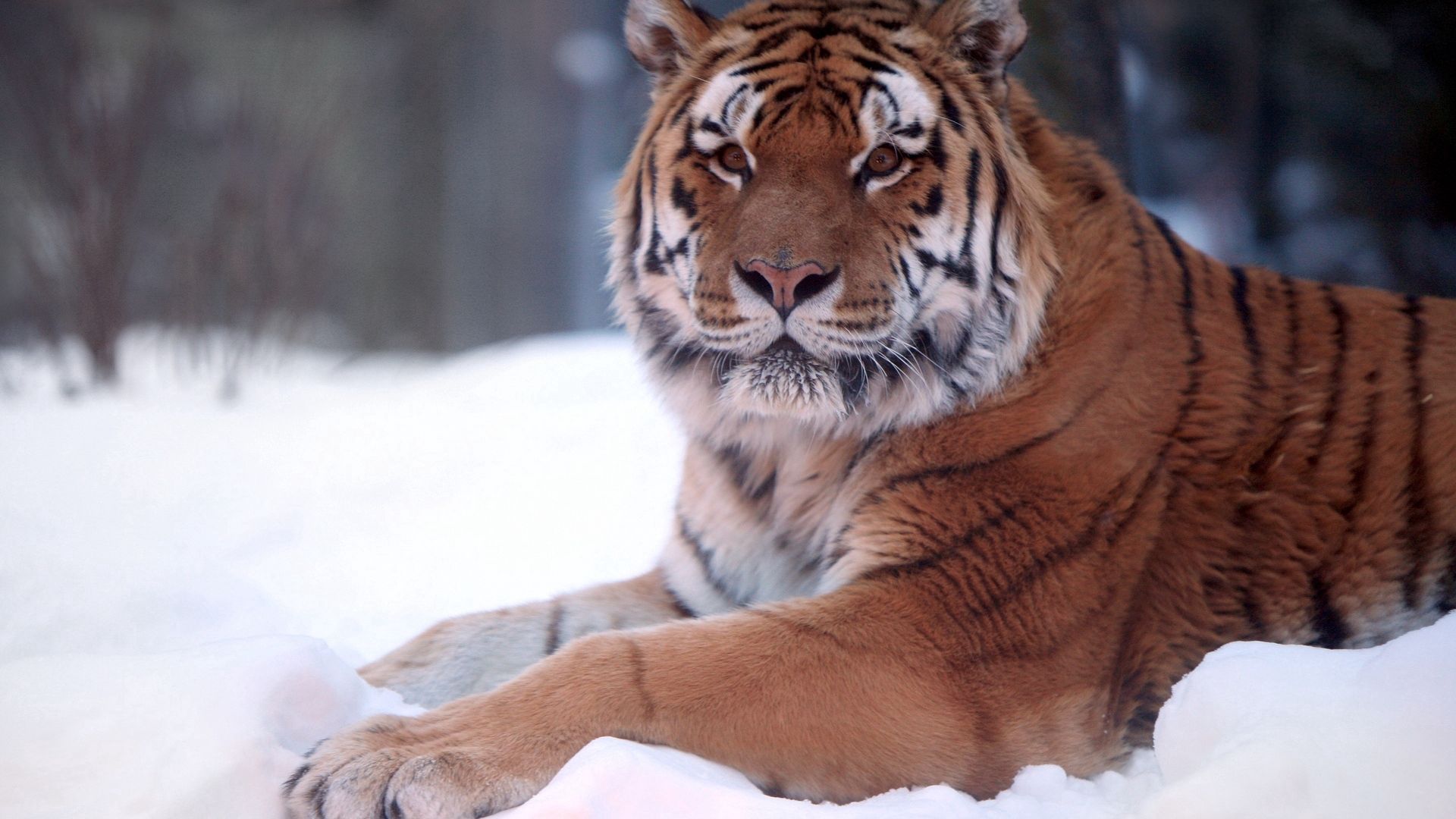 61819 скачать картинку лежать, снег, животные, тигр, хищник, большая кошка - обои и заставки бесплатно