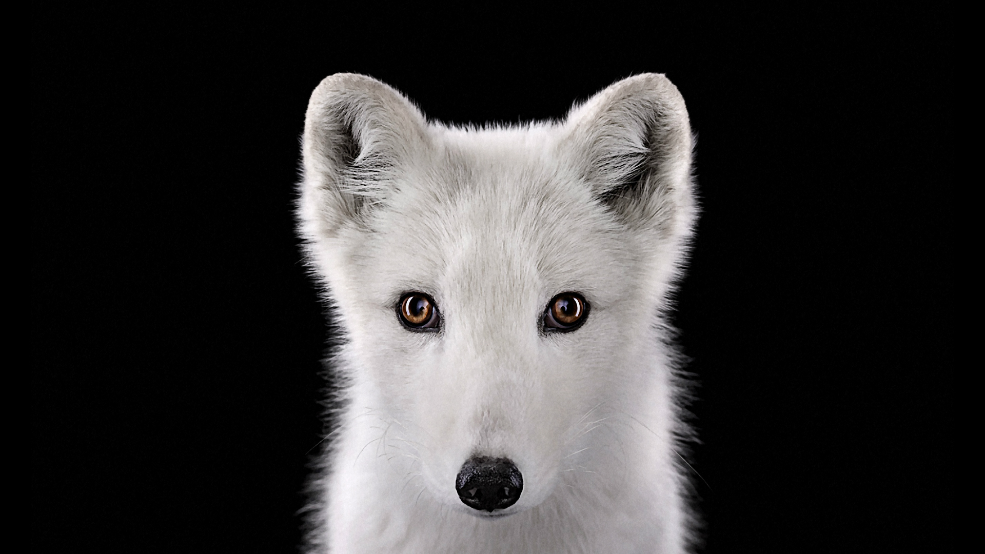 Скачать картинку Арктическая Лиса, Собаки, Животные в телефон бесплатно.