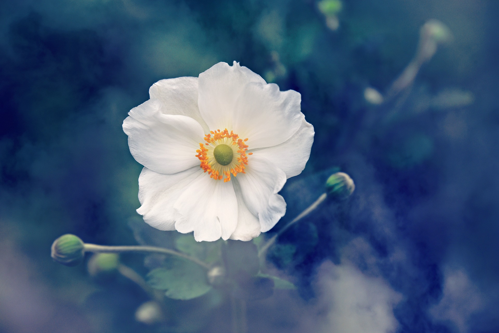 Download mobile wallpaper Nature, Flowers, Earth, Anemone, White Flower for free.