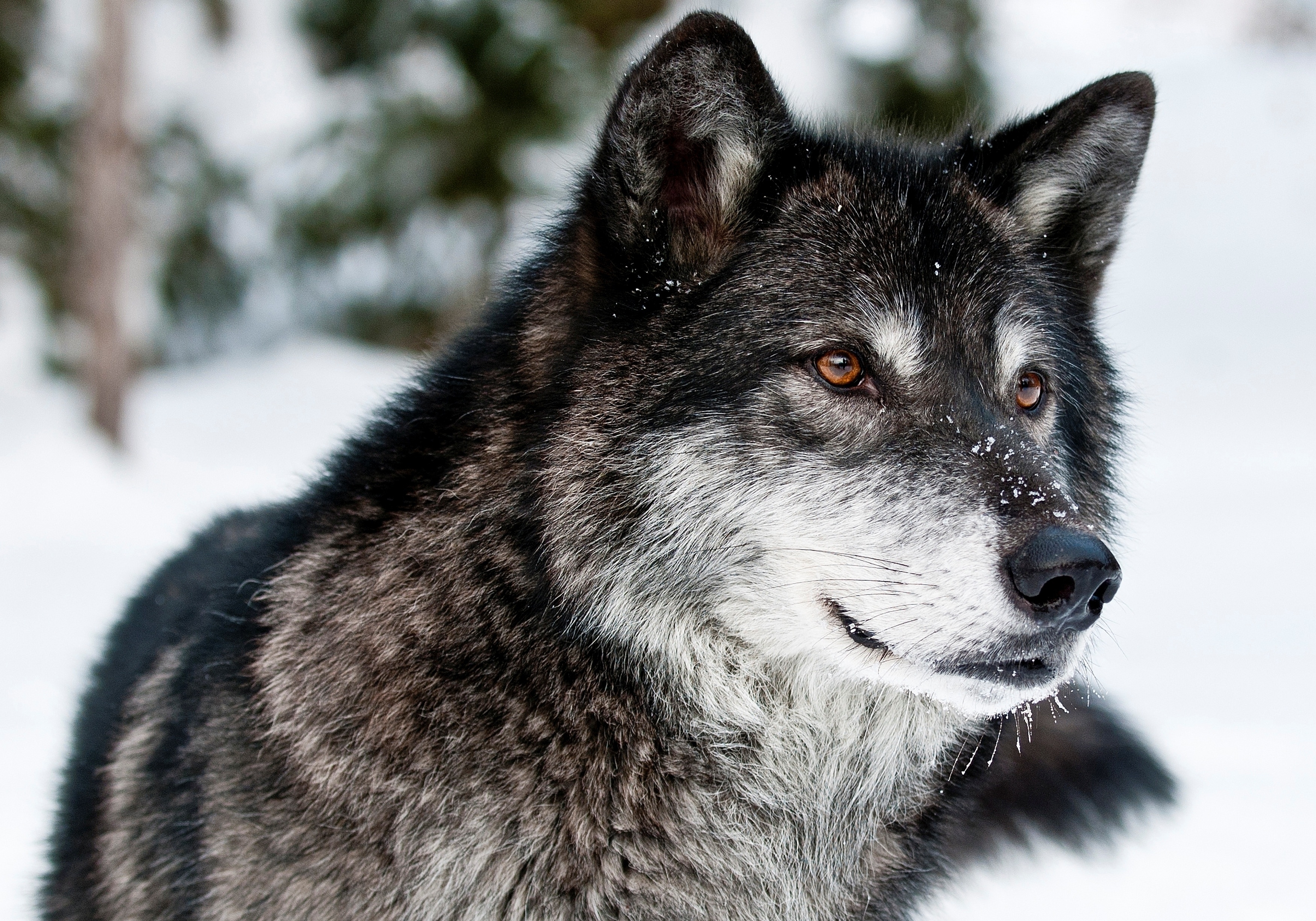 sight, opinion, predator, animals, muzzle, wolf Smartphone Background
