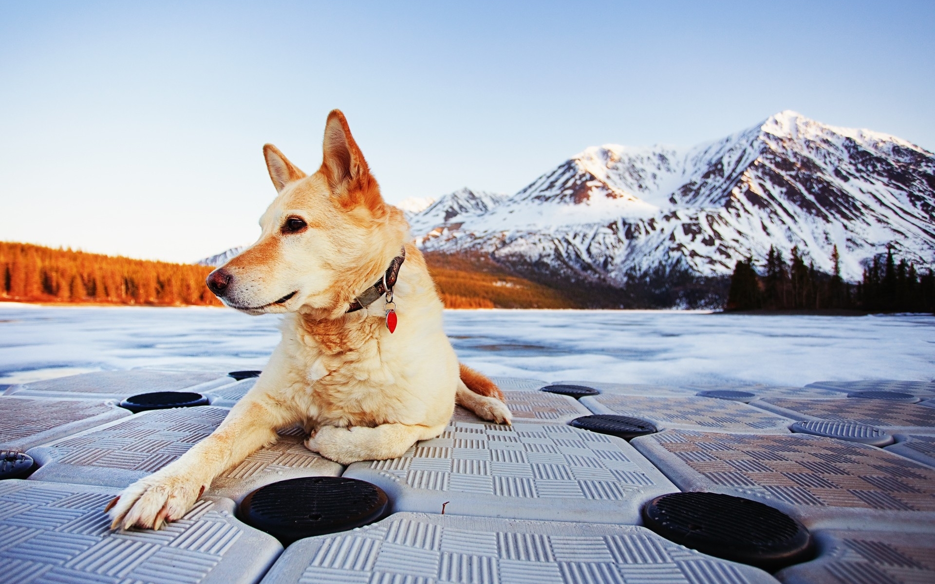 Handy-Wallpaper Tiere, Landschaft, Mountains, Hunde kostenlos herunterladen.