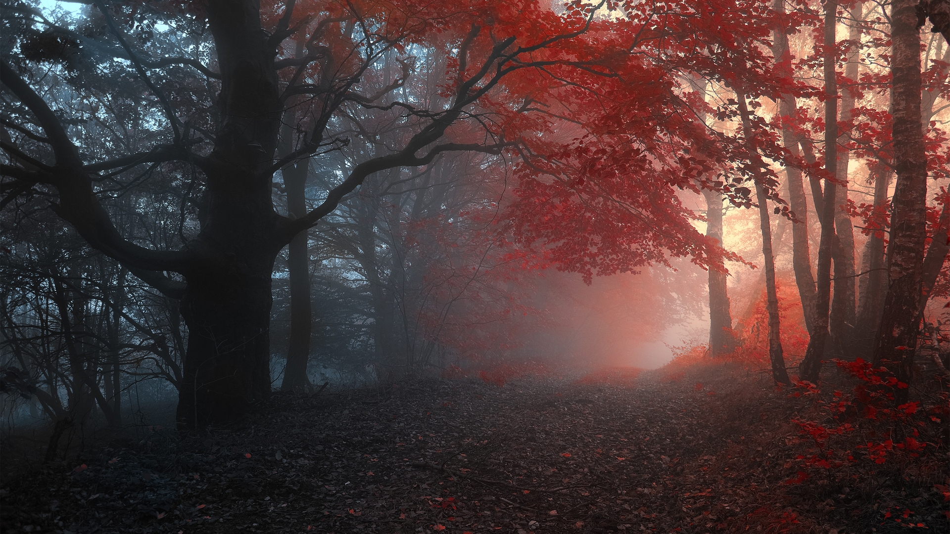 Téléchargez gratuitement l'image Forêt, Terre/nature sur le bureau de votre PC