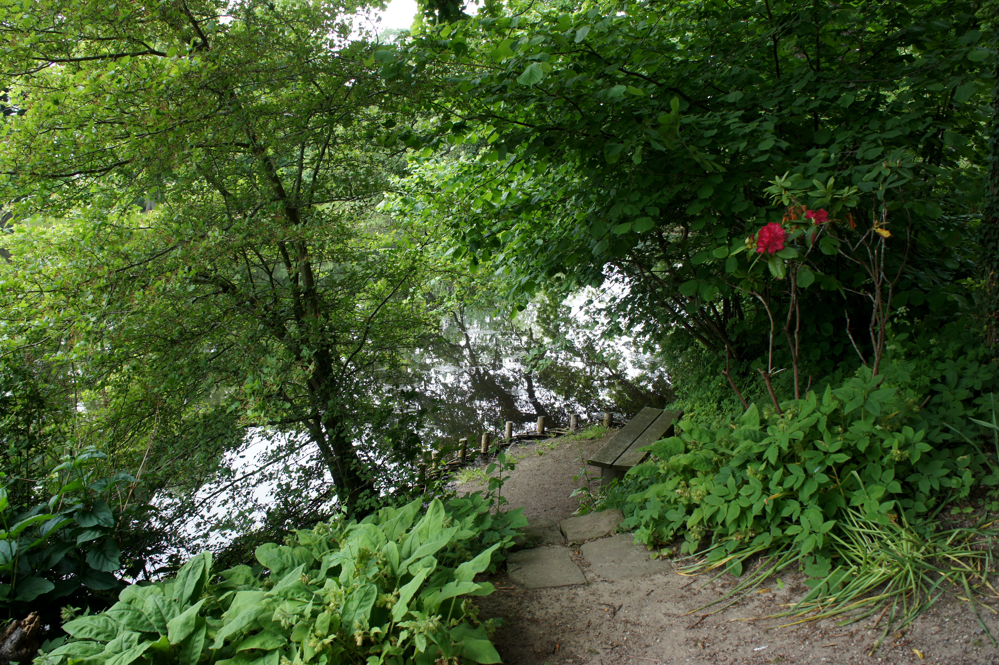 Téléchargez gratuitement l'image Paysage, Forêt, Chemin, Jardin, Scénique, La Nature, Terre/nature sur le bureau de votre PC