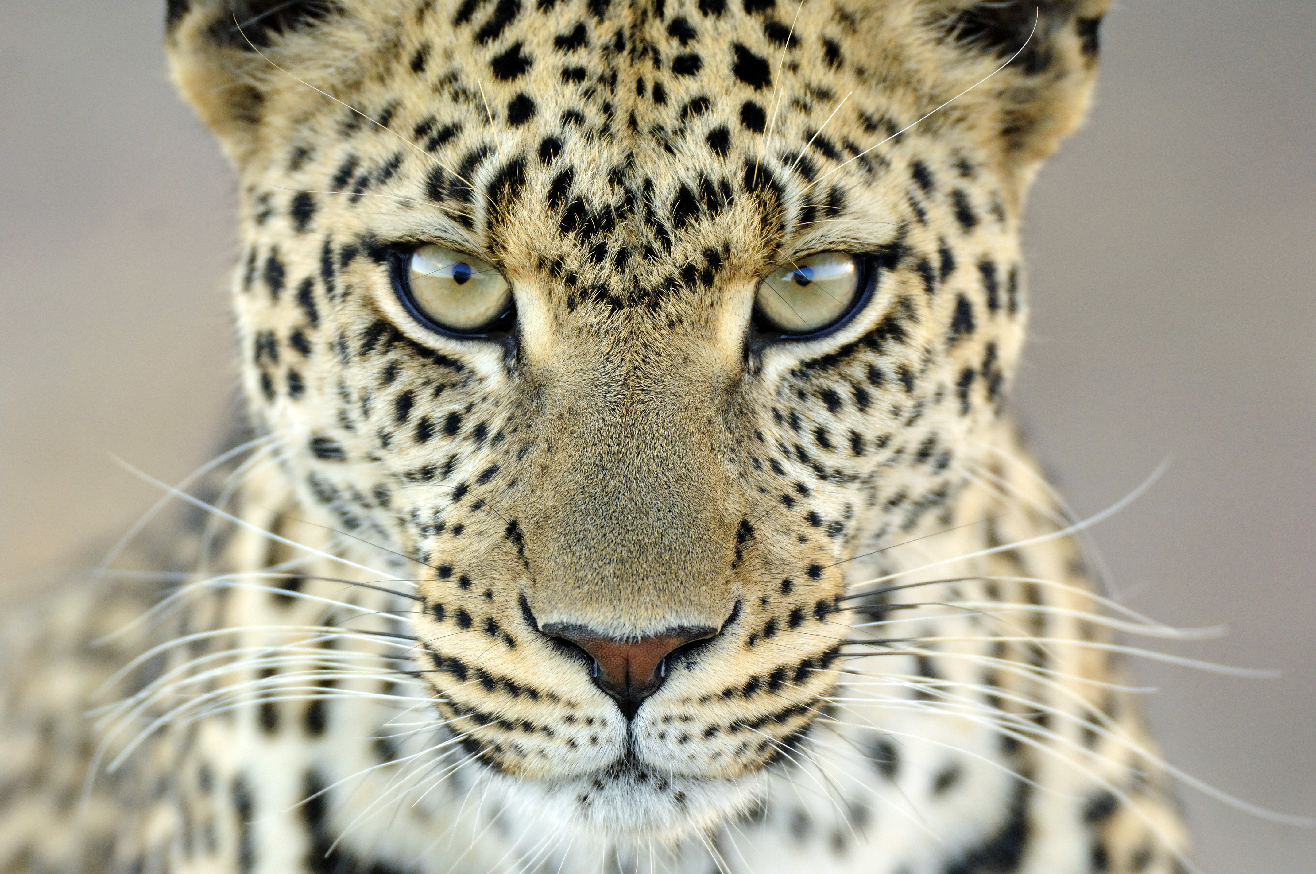 Download mobile wallpaper Leopard, Animal, Eye for free.