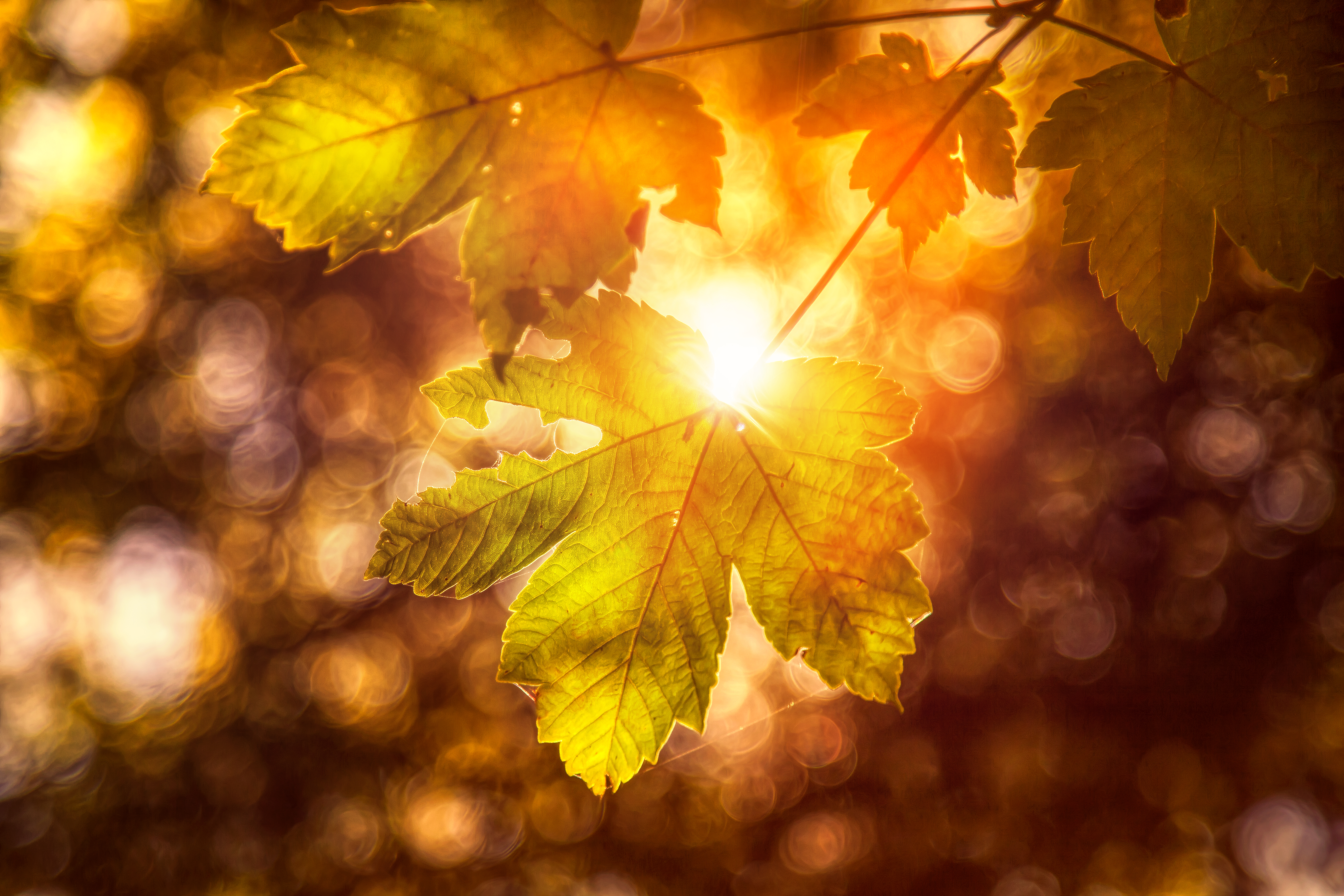 Download mobile wallpaper Nature, Leaf, Earth, Bokeh, Sunny for free.