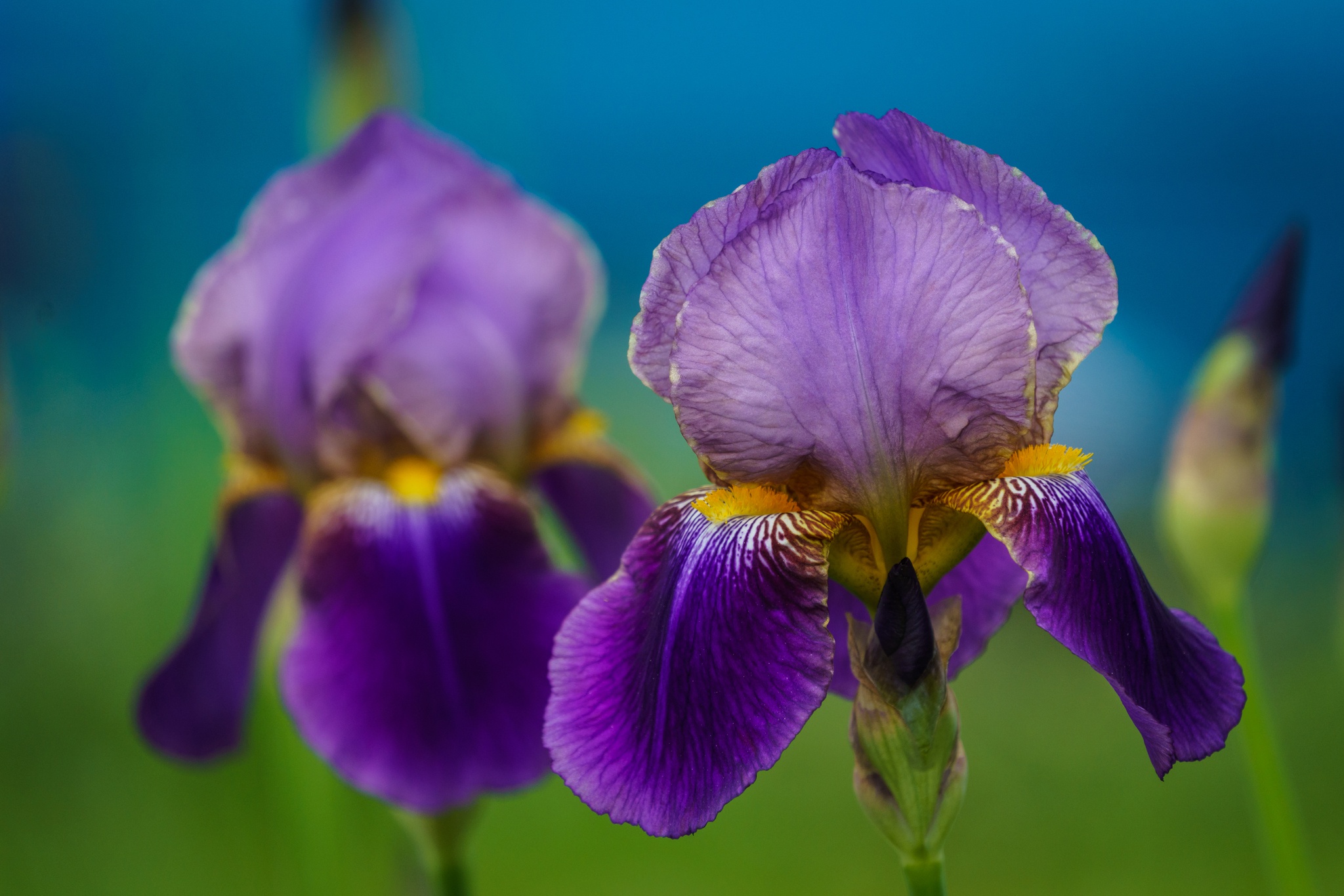 Free download wallpaper Iris, Flowers, Earth on your PC desktop