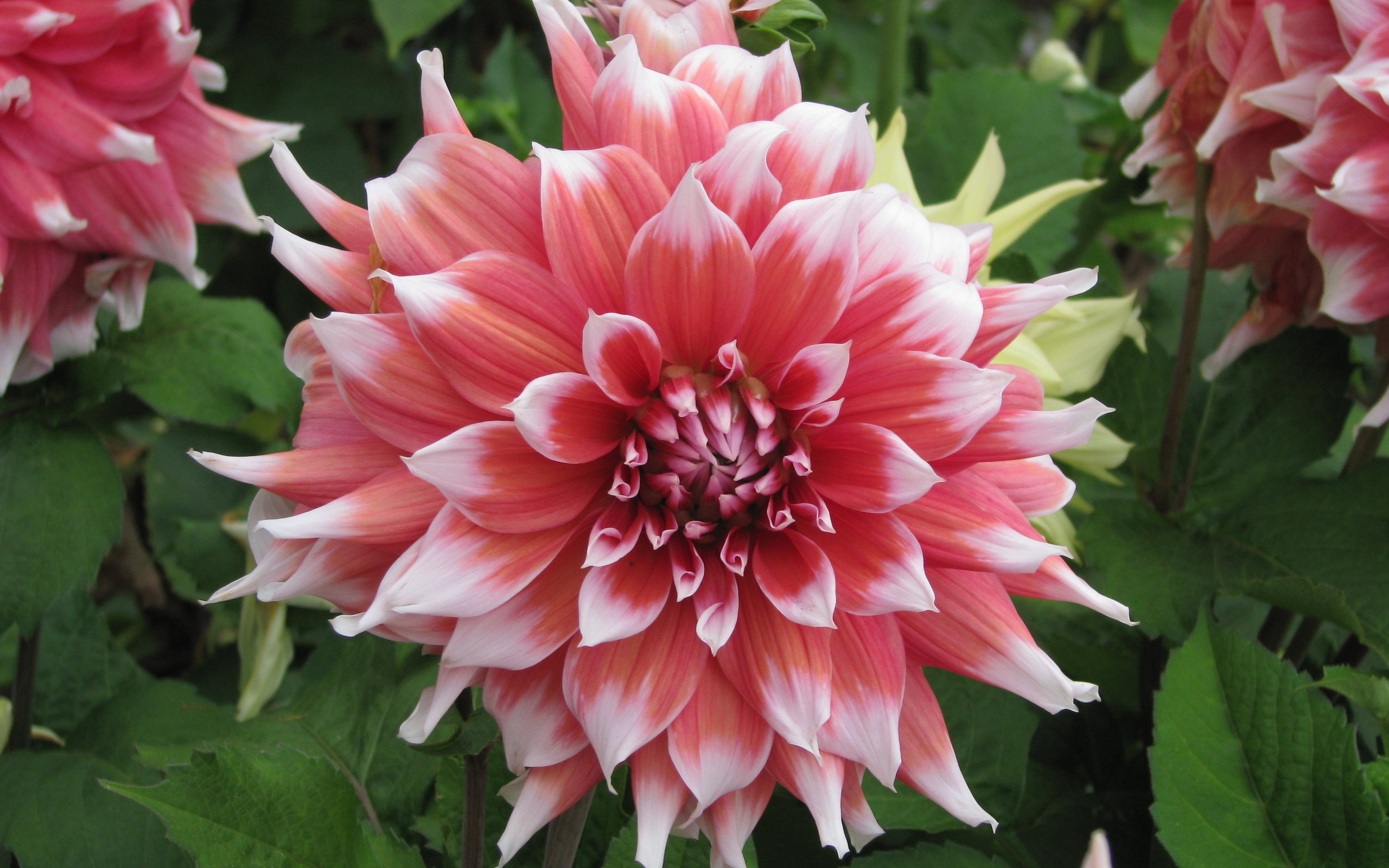 Download mobile wallpaper Flowers, Flower, Close Up, Earth, Dahlia, Pink Flower for free.
