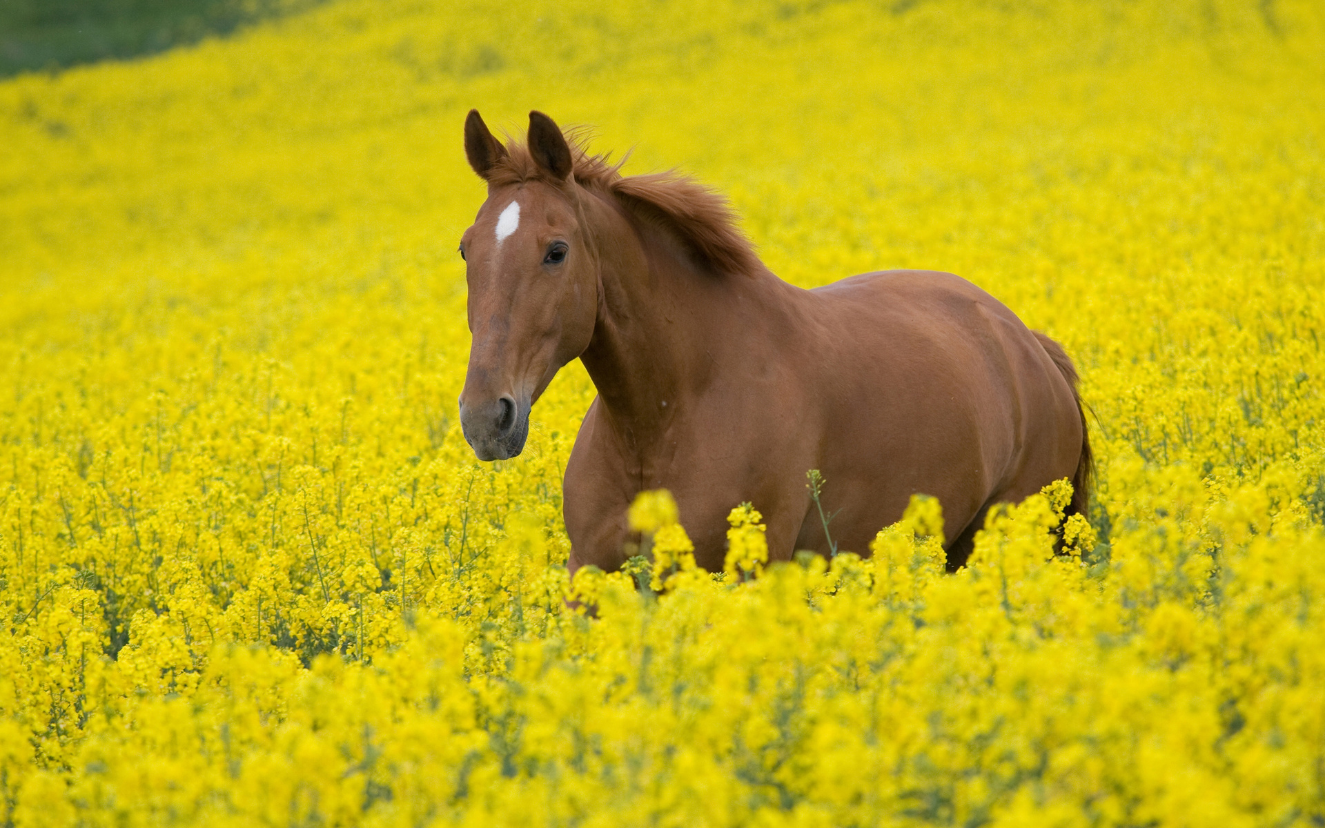 Download mobile wallpaper Animal, Horse for free.