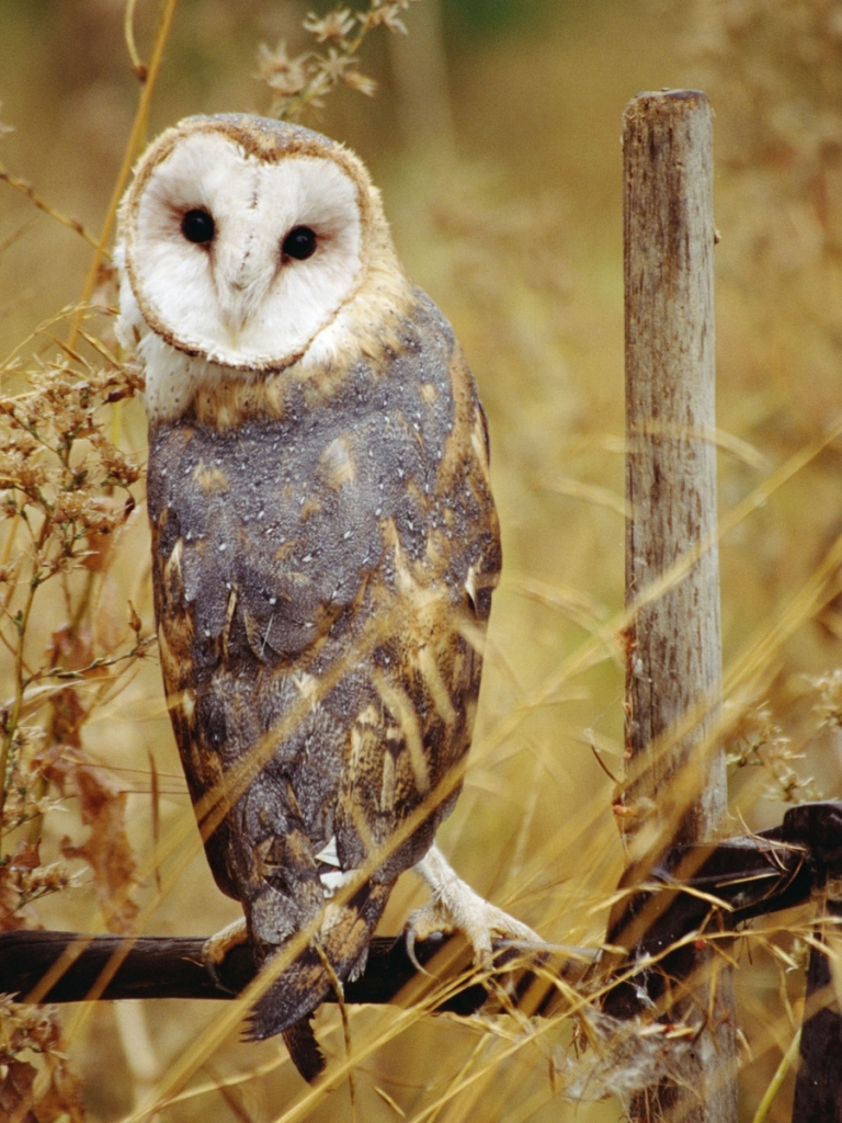 Descarga gratuita de fondo de pantalla para móvil de Animales, Aves, Lechuza Común.