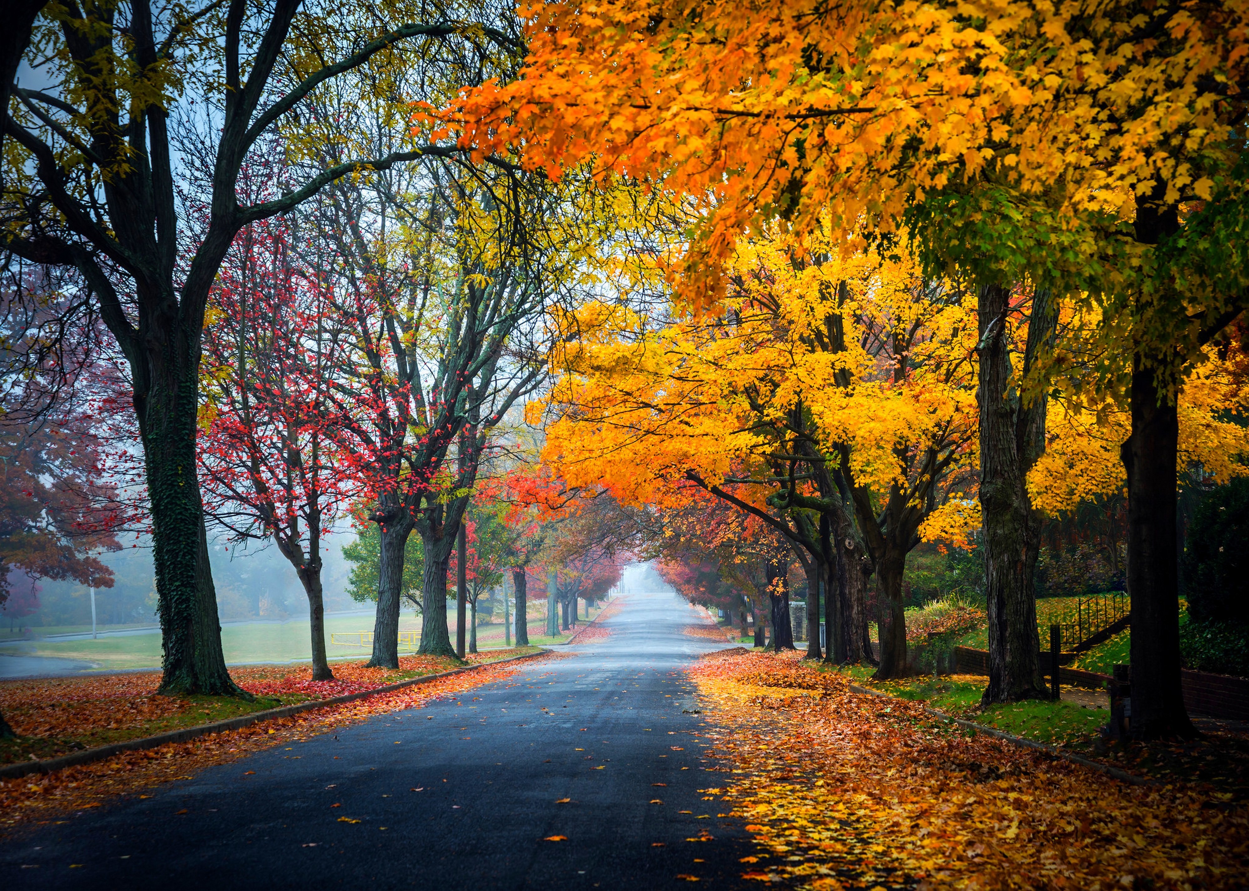 Free download wallpaper Road, Tree, Fall, Man Made on your PC desktop