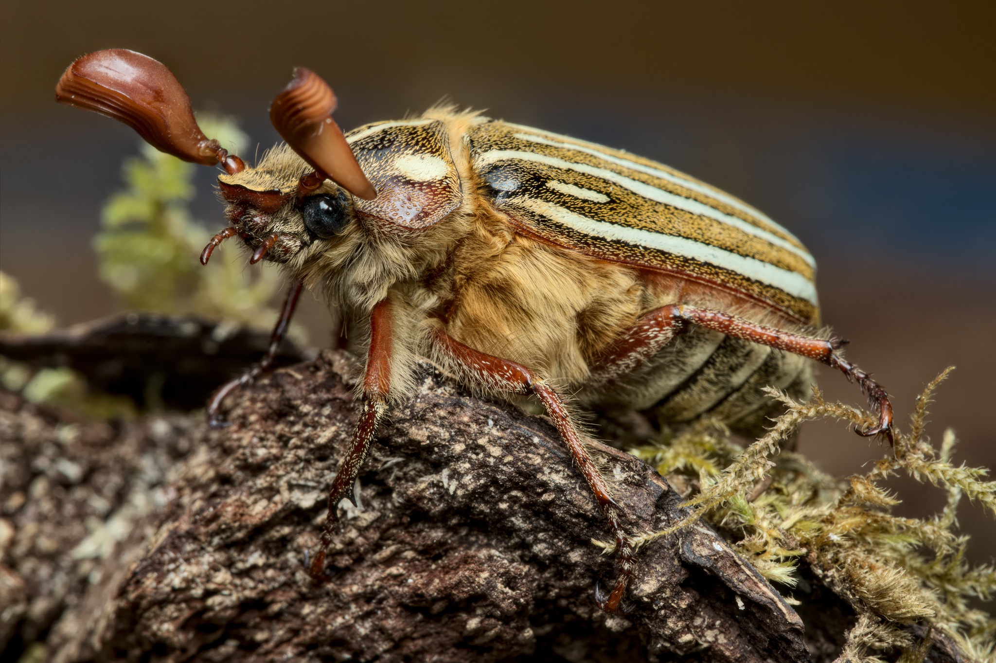 無料モバイル壁紙動物, 大きい, 甲虫をダウンロードします。