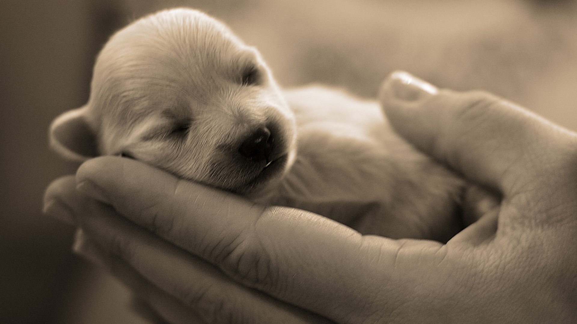 Free download wallpaper Puppy, Dogs, Animal on your PC desktop