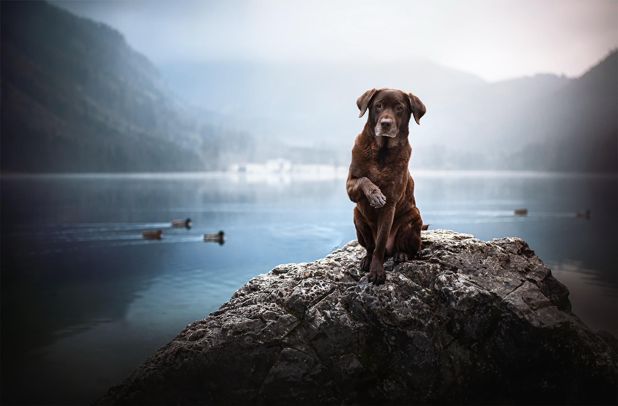 Free download wallpaper Dogs, Dog, Animal, Depth Of Field on your PC desktop