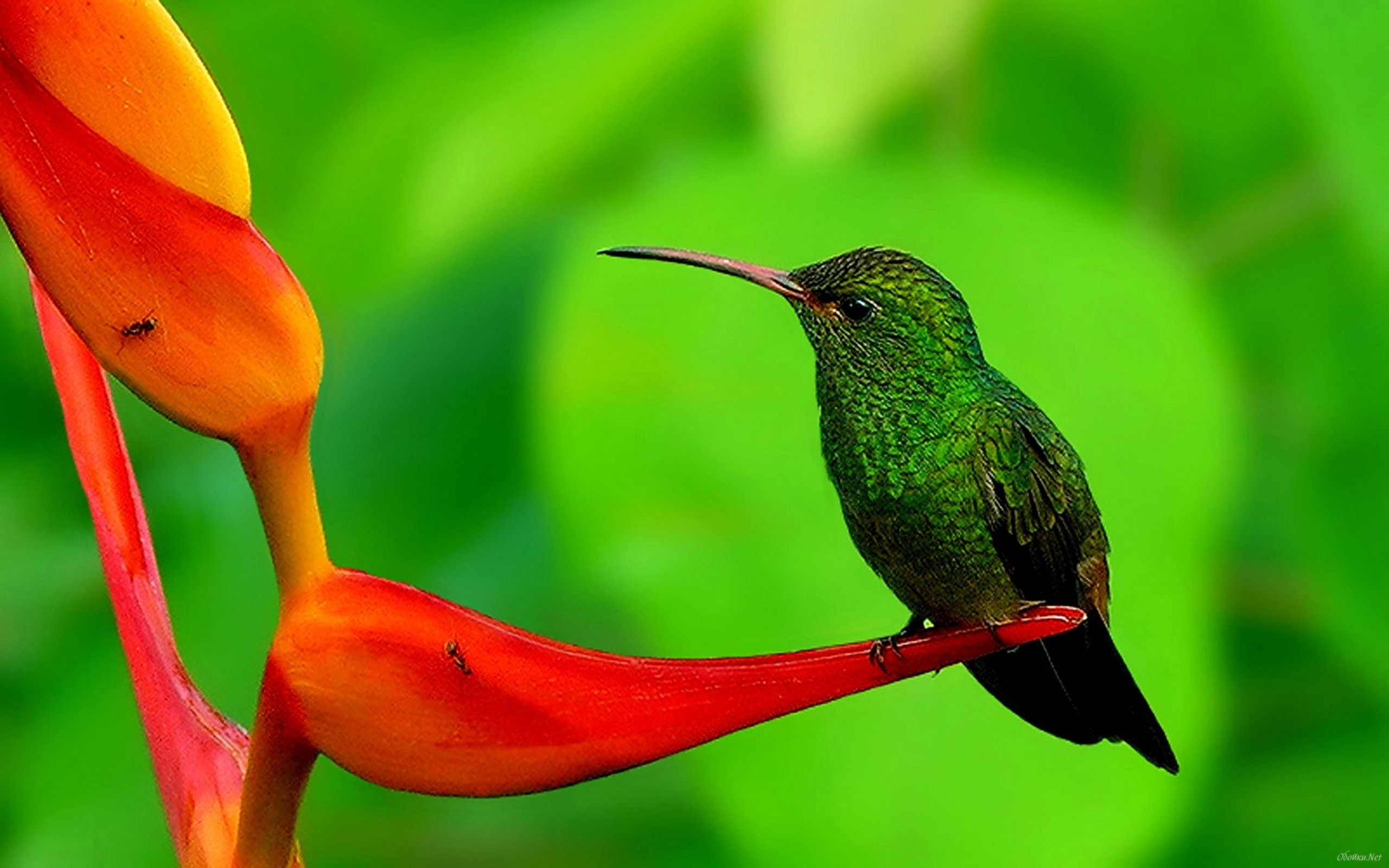 292269 descargar fondo de pantalla animales, colibrí, aves: protectores de pantalla e imágenes gratis
